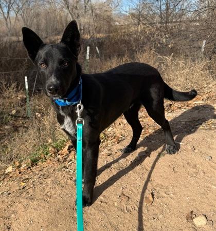 Enlarge Amos, a ADOPTABLE mixed breed in Fort Collins, CO image 2/6
