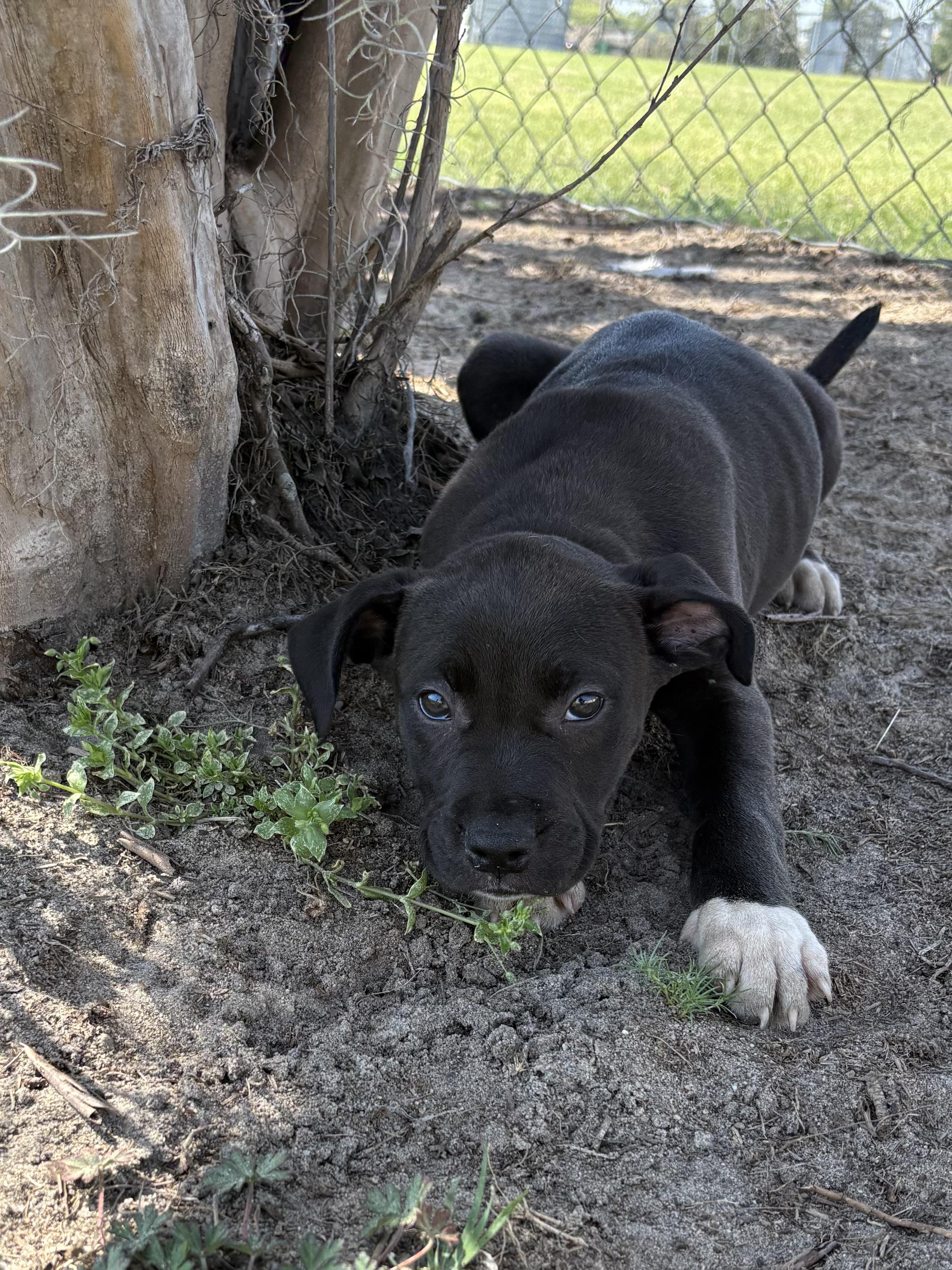 Enlarge Avalanche, an adopted mixed breed in Valdosta, GA image 3/5