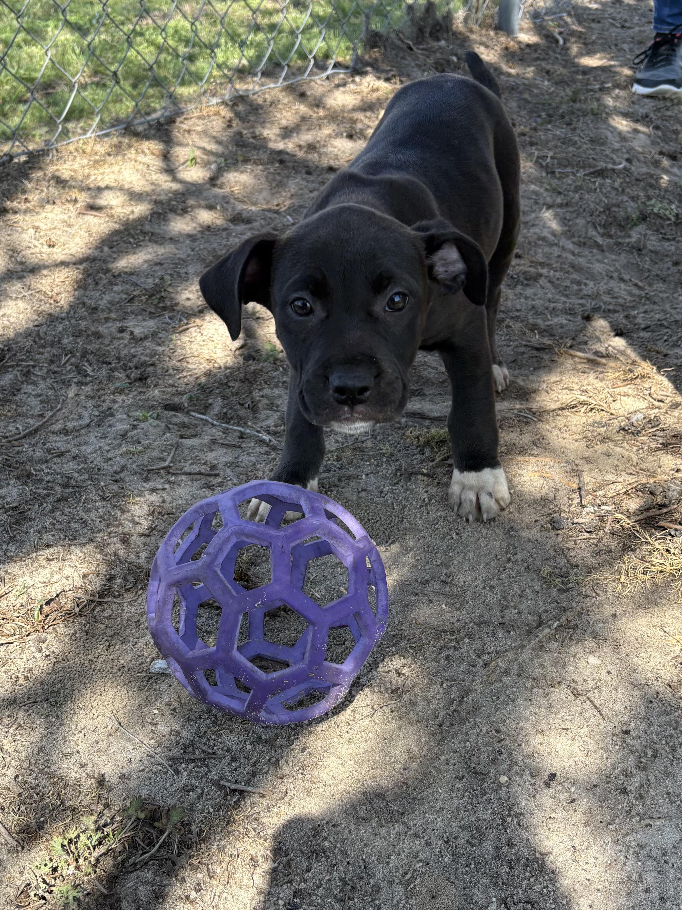 Enlarge Avalanche, an adopted mixed breed in Valdosta, GA image 2/5