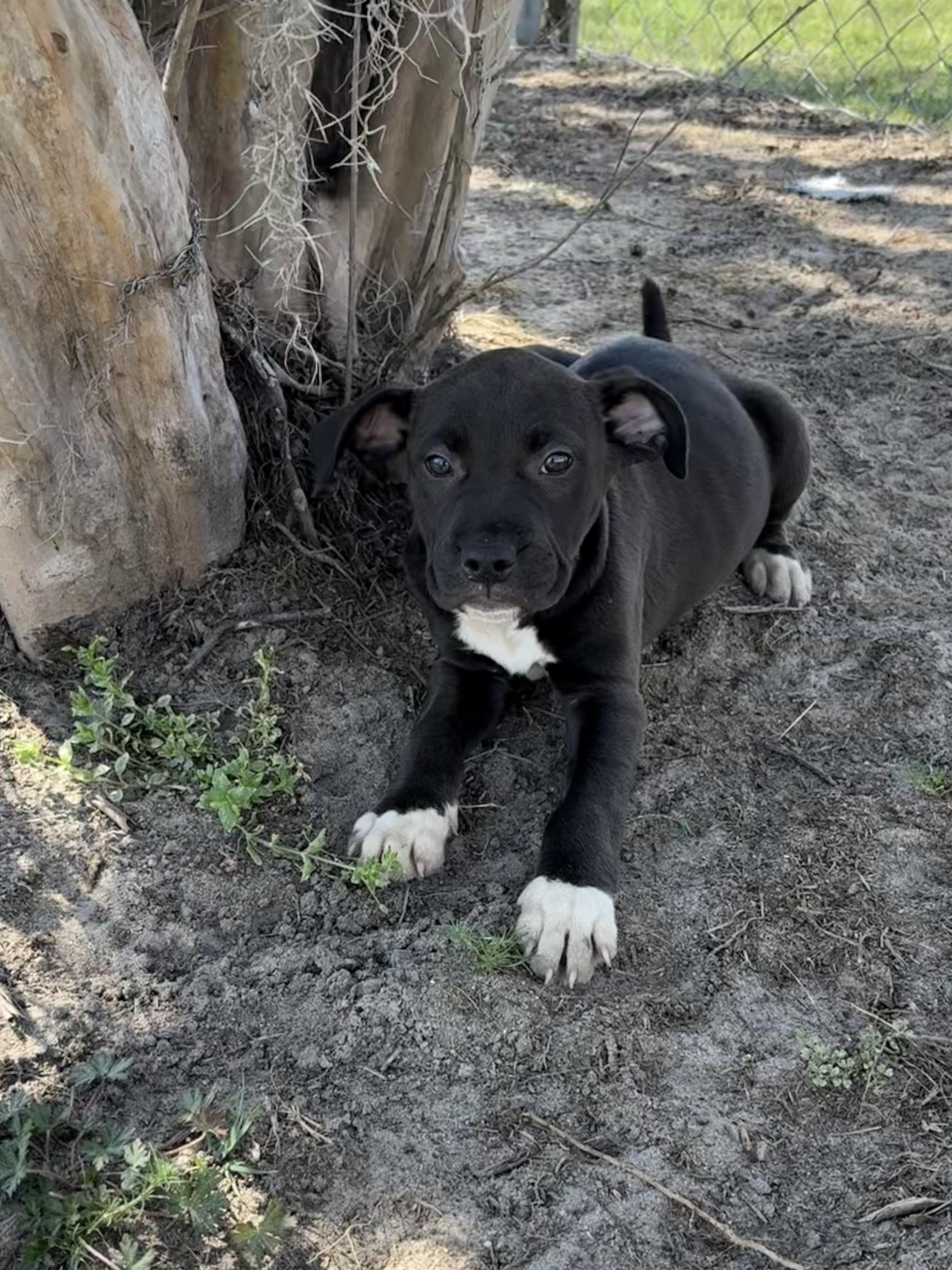 Enlarge Avalanche, an adopted mixed breed in Valdosta, GA image 1/5