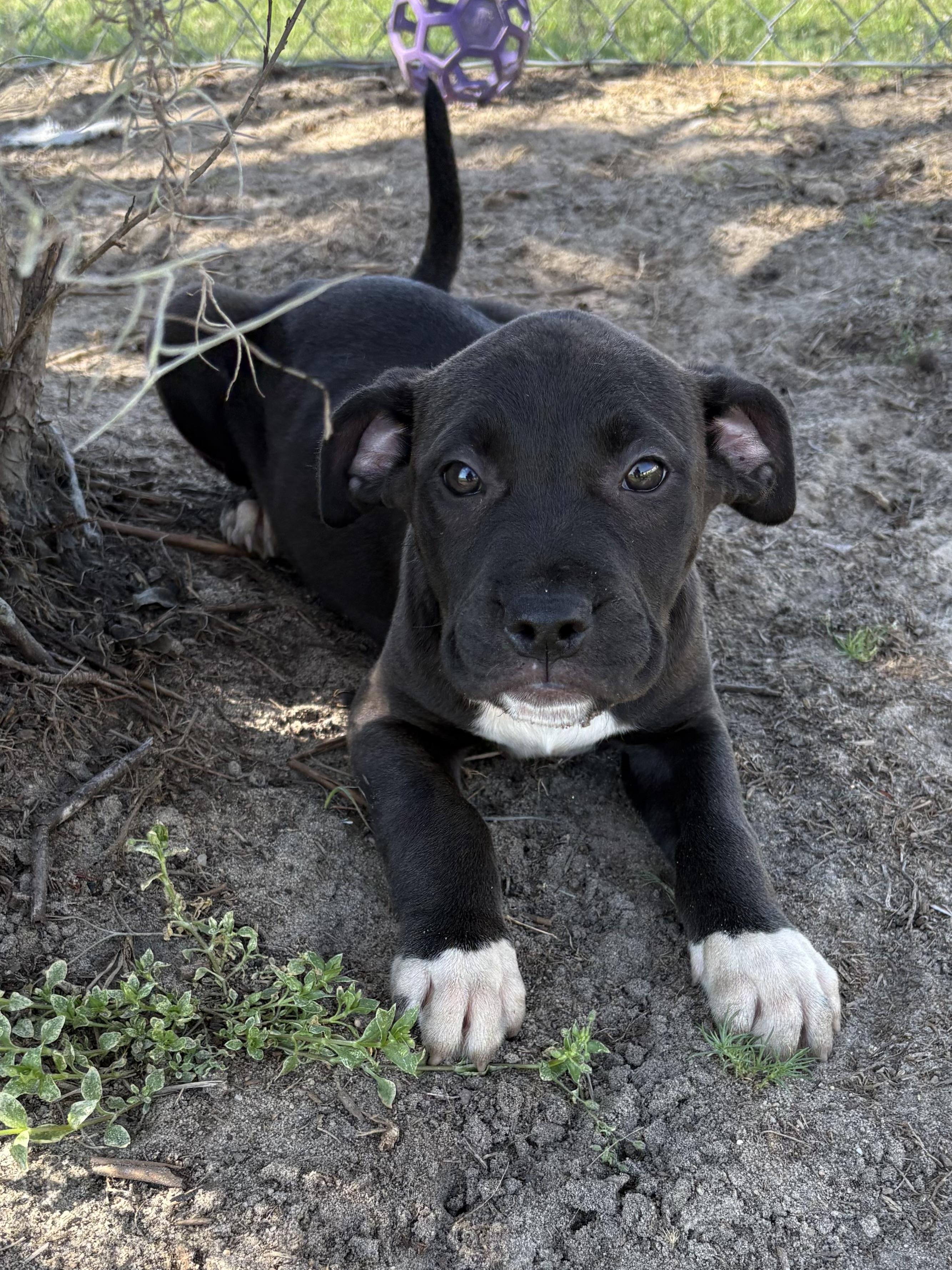 Enlarge Avalanche, an adopted mixed breed in Valdosta, GA image 4/5
