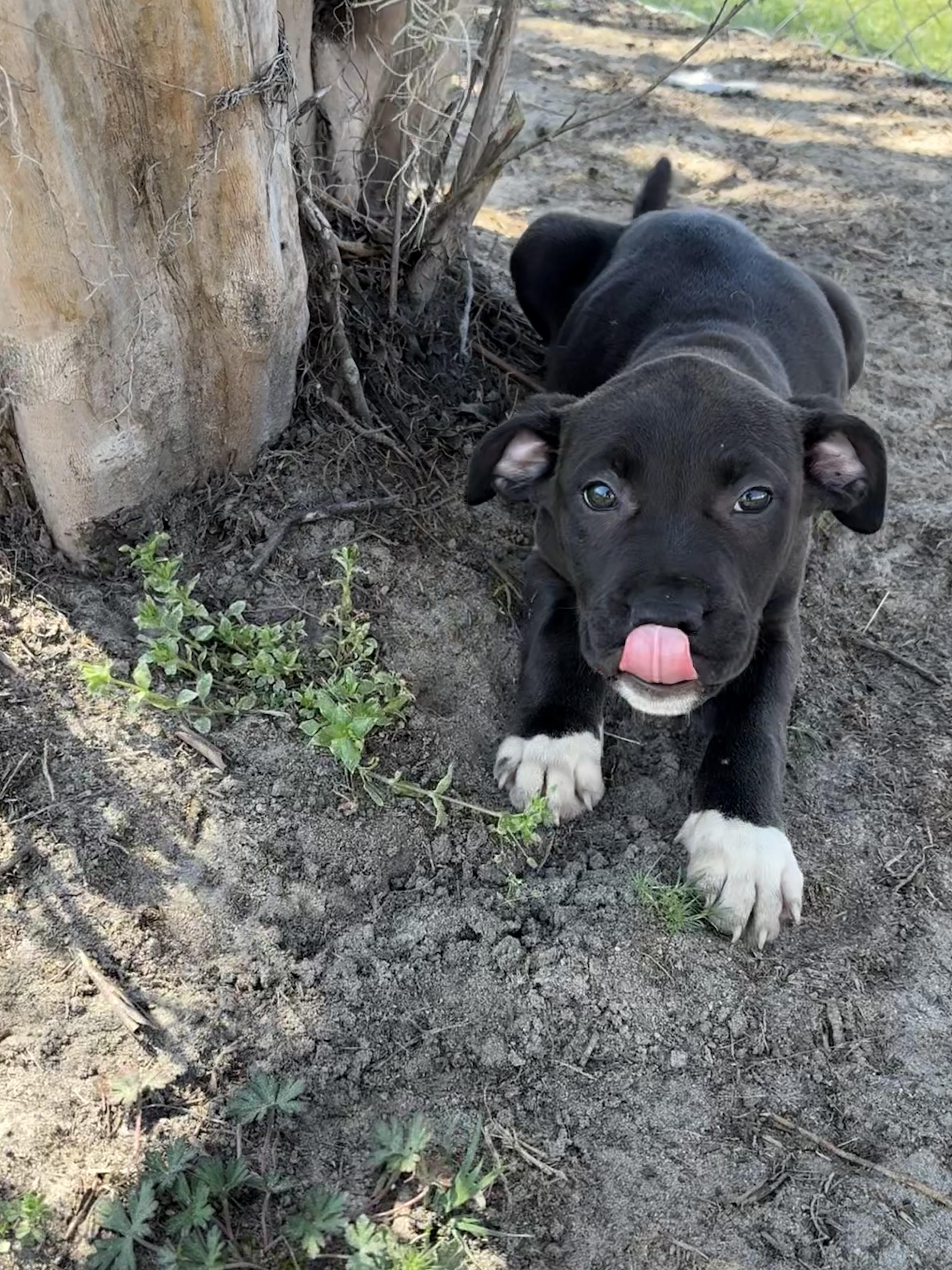 Enlarge Avalanche, an adopted mixed breed in Valdosta, GA image 5/5