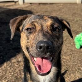 Pumba, Young Male Mixed Breed