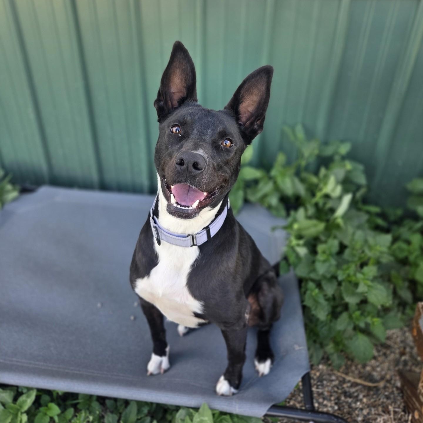 Strawberry Rhubarb, ADOPTABLE, Adult Female Mixed Breed.