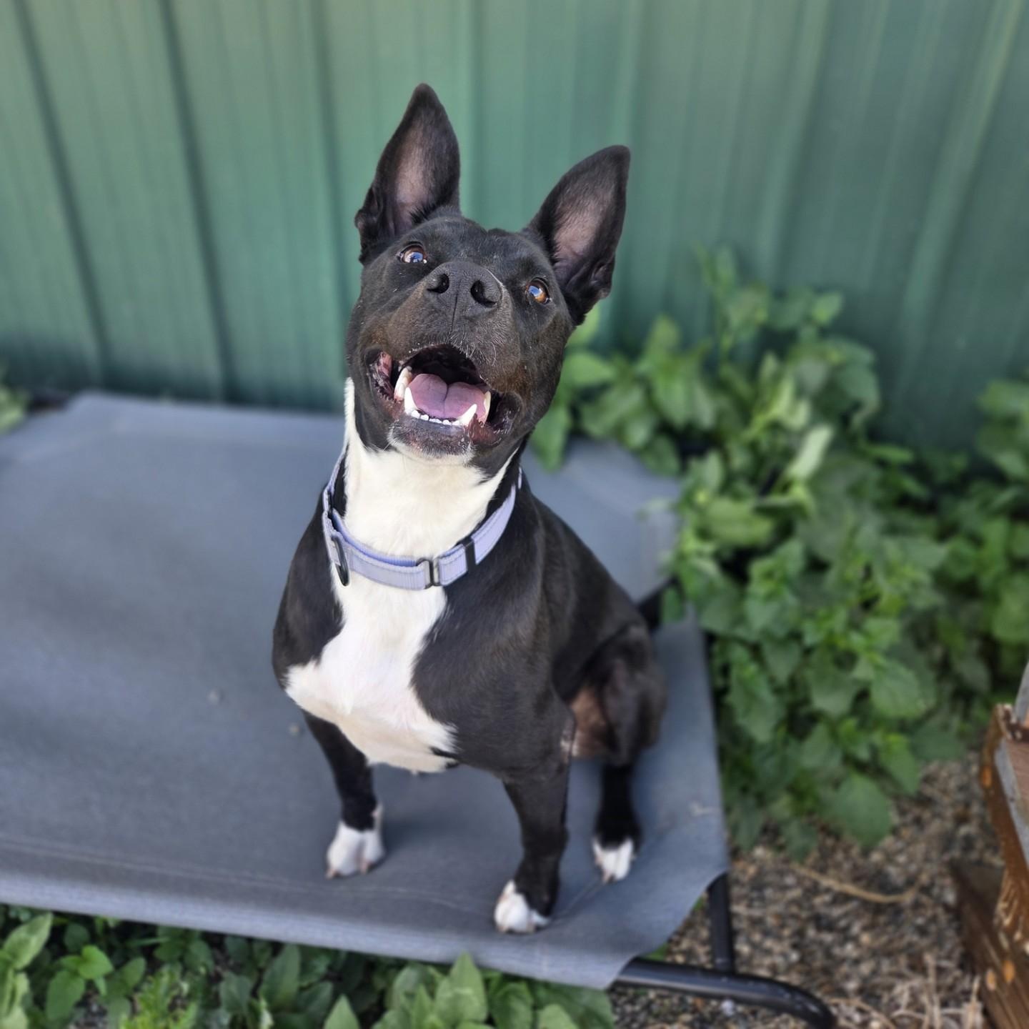 Strawberry Rhubarb, a ADOPTABLE mixed breed in Brookings, SD image 3/3