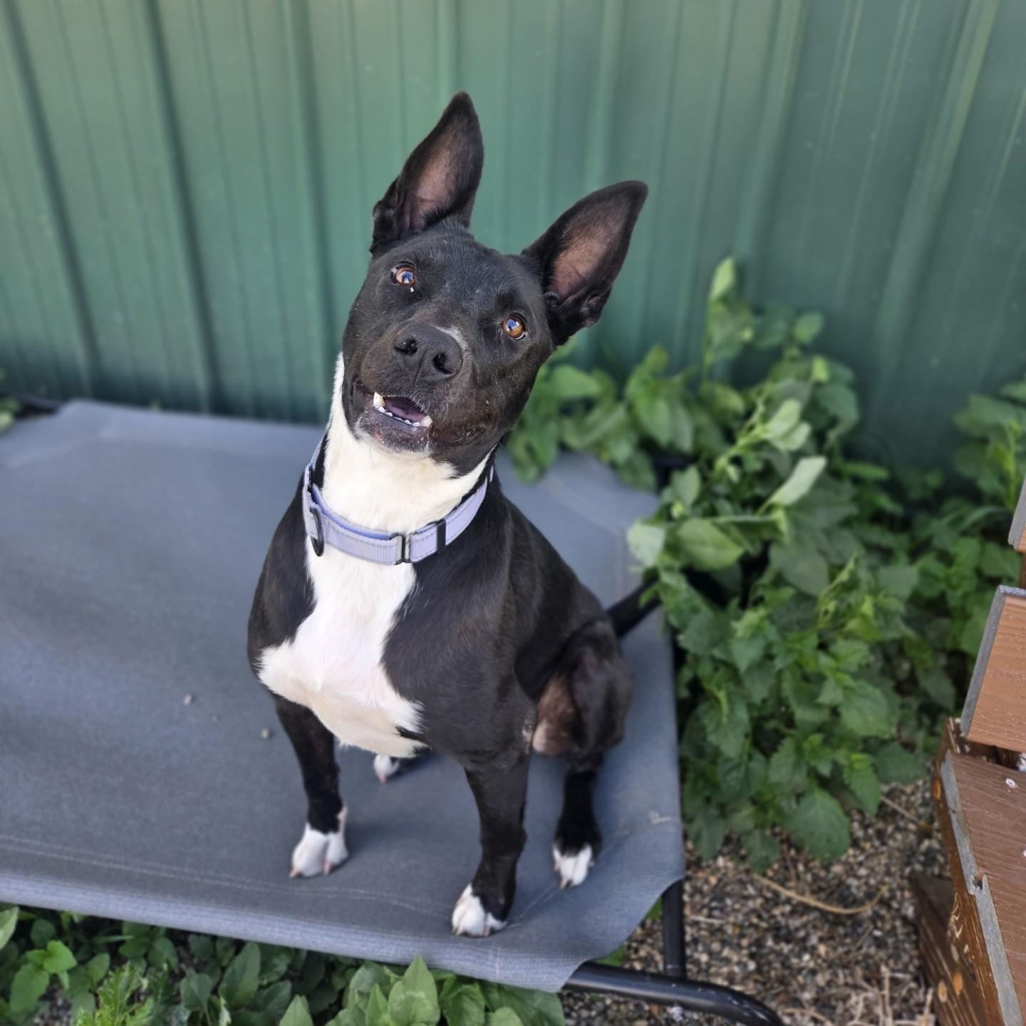 Strawberry Rhubarb, a ADOPTABLE mixed breed in Brookings, SD image 2/3