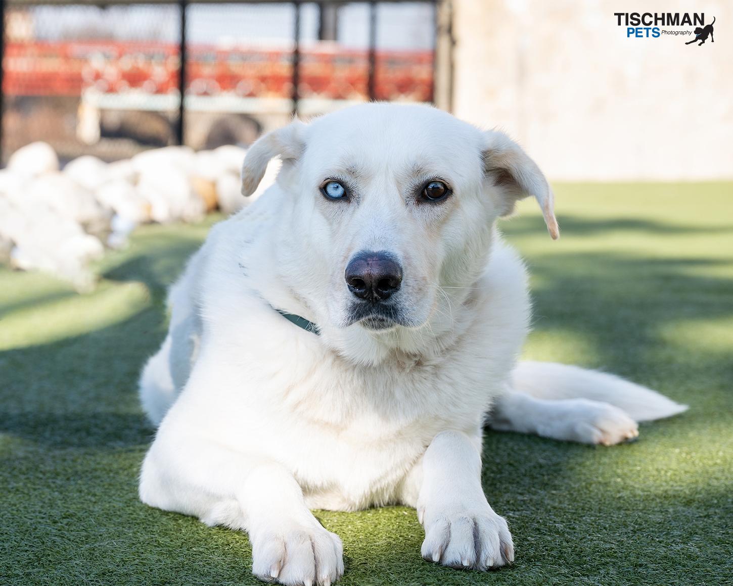 FLOUR, Adoptable, Adult Male Great Pyrenees.