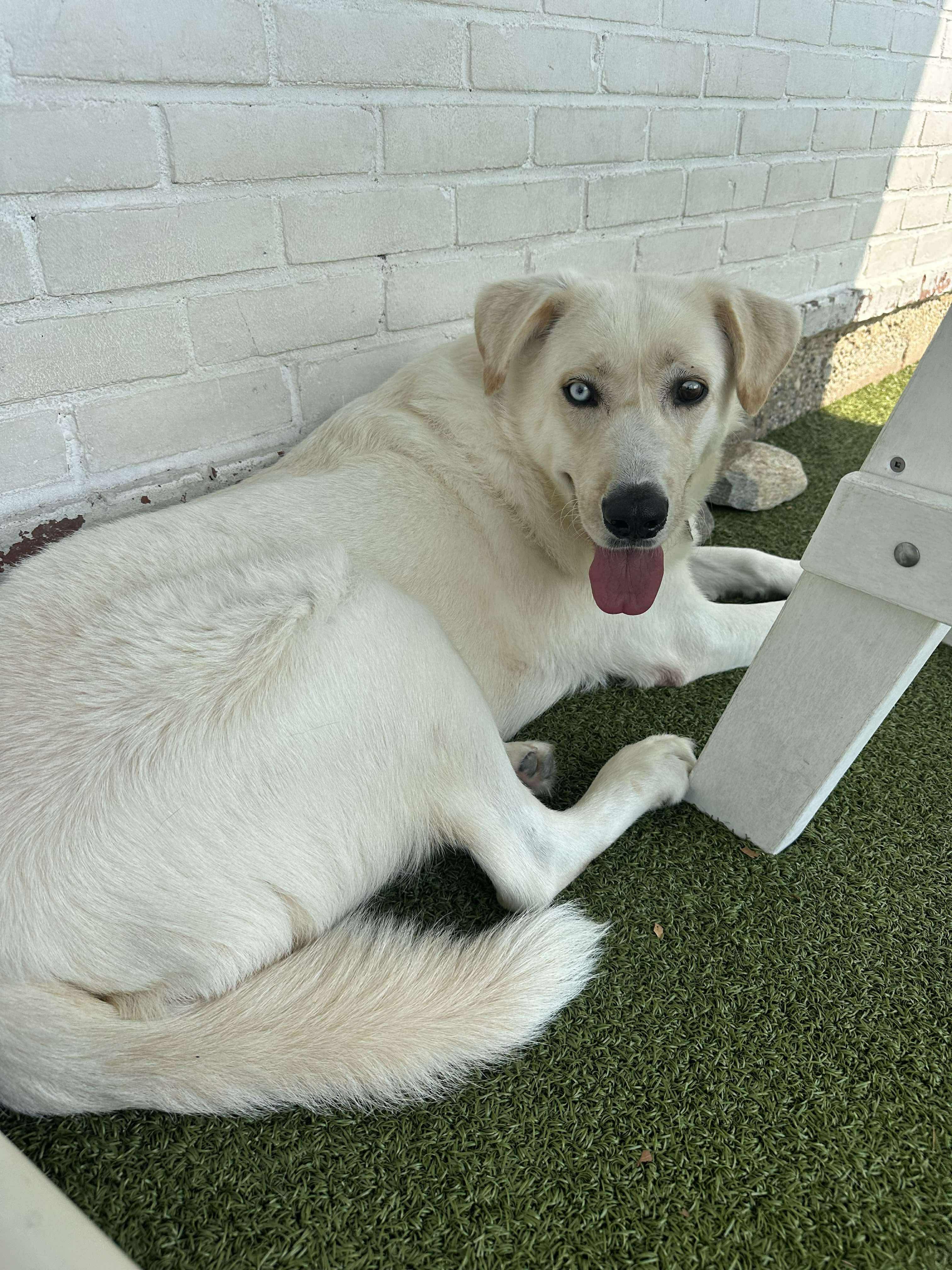 Enlarge FLOUR, a Adoptable mixed breed in Stamford, CT image 2/6