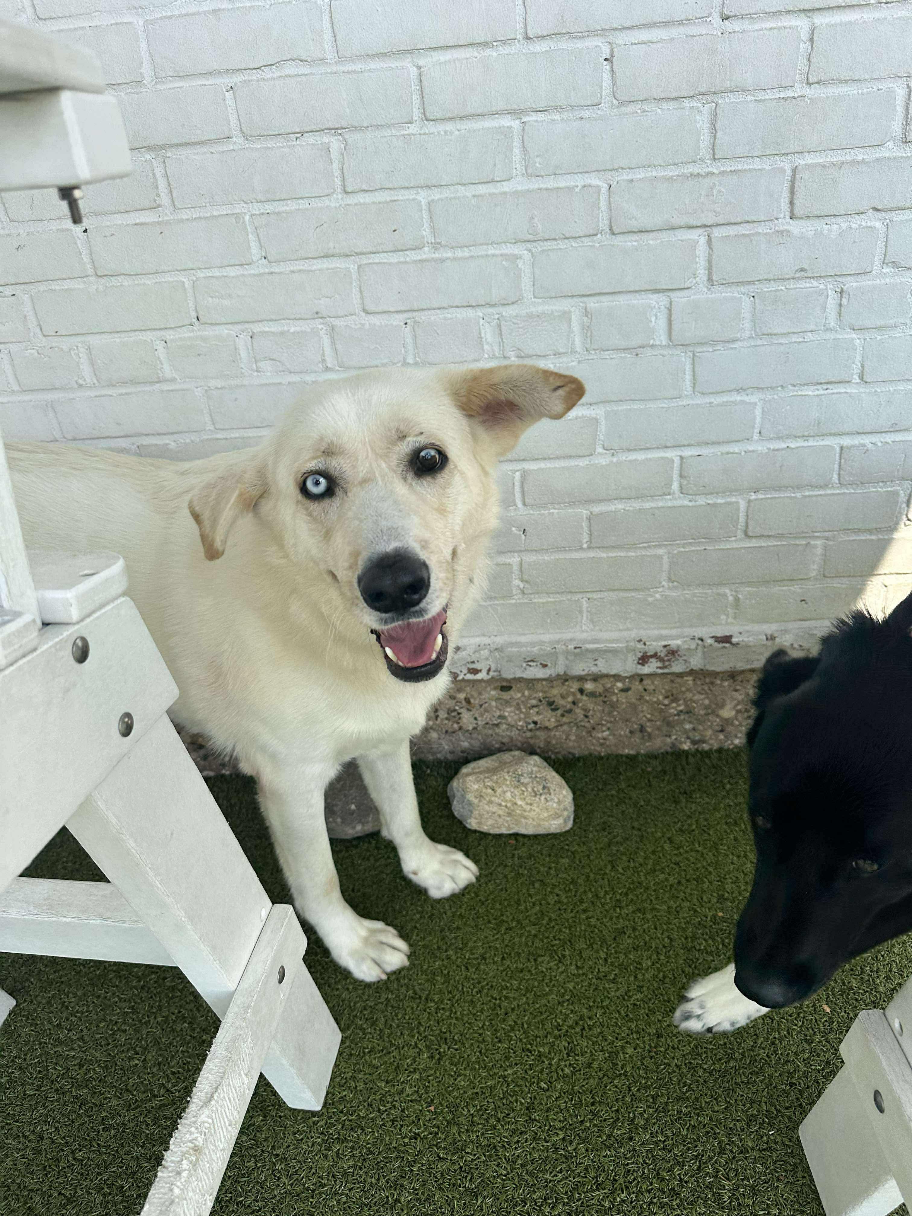Enlarge FLOUR, a Adoptable mixed breed in Stamford, CT image 3/6