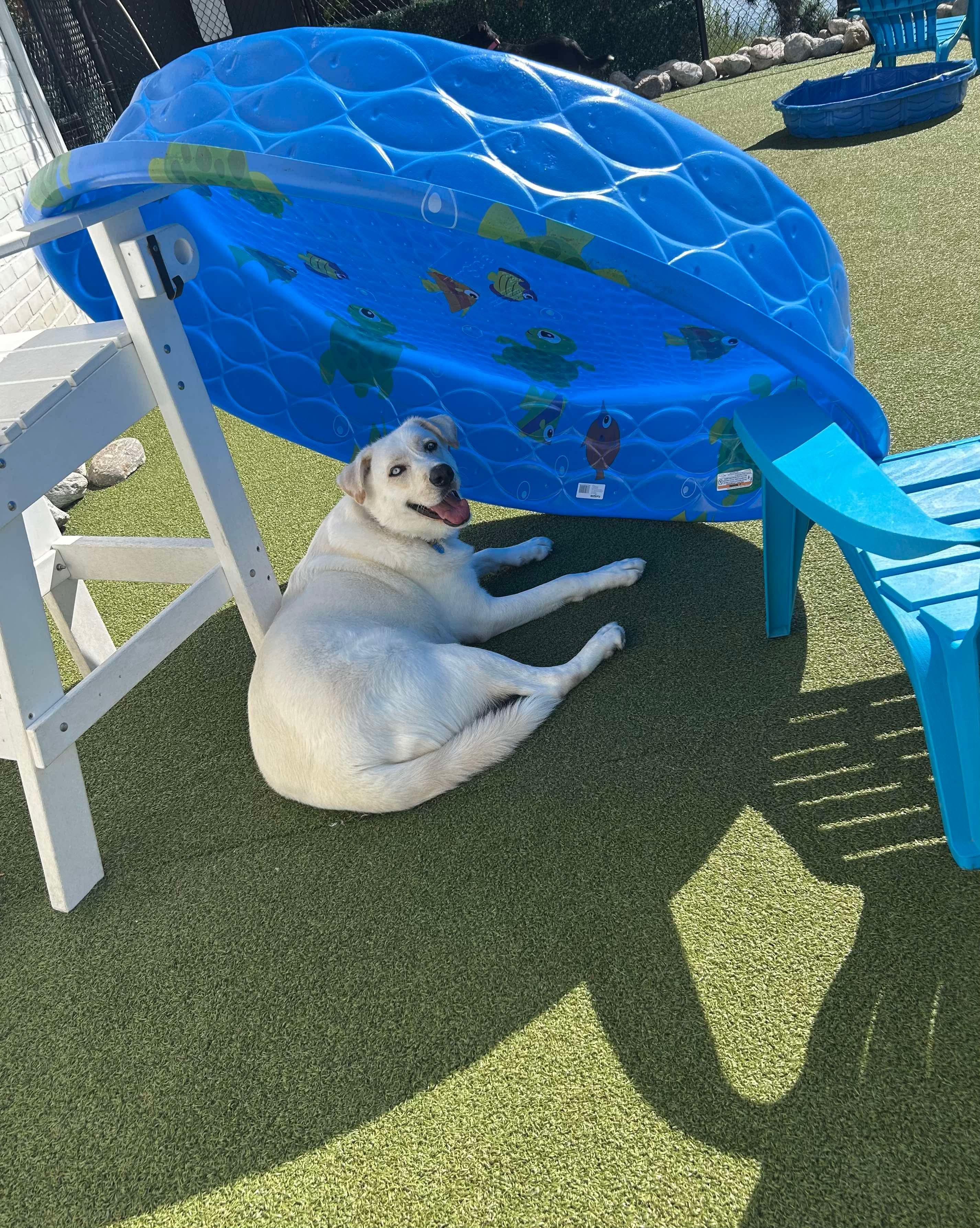 Enlarge FLOUR, a Adoptable mixed breed in Stamford, CT image 5/6