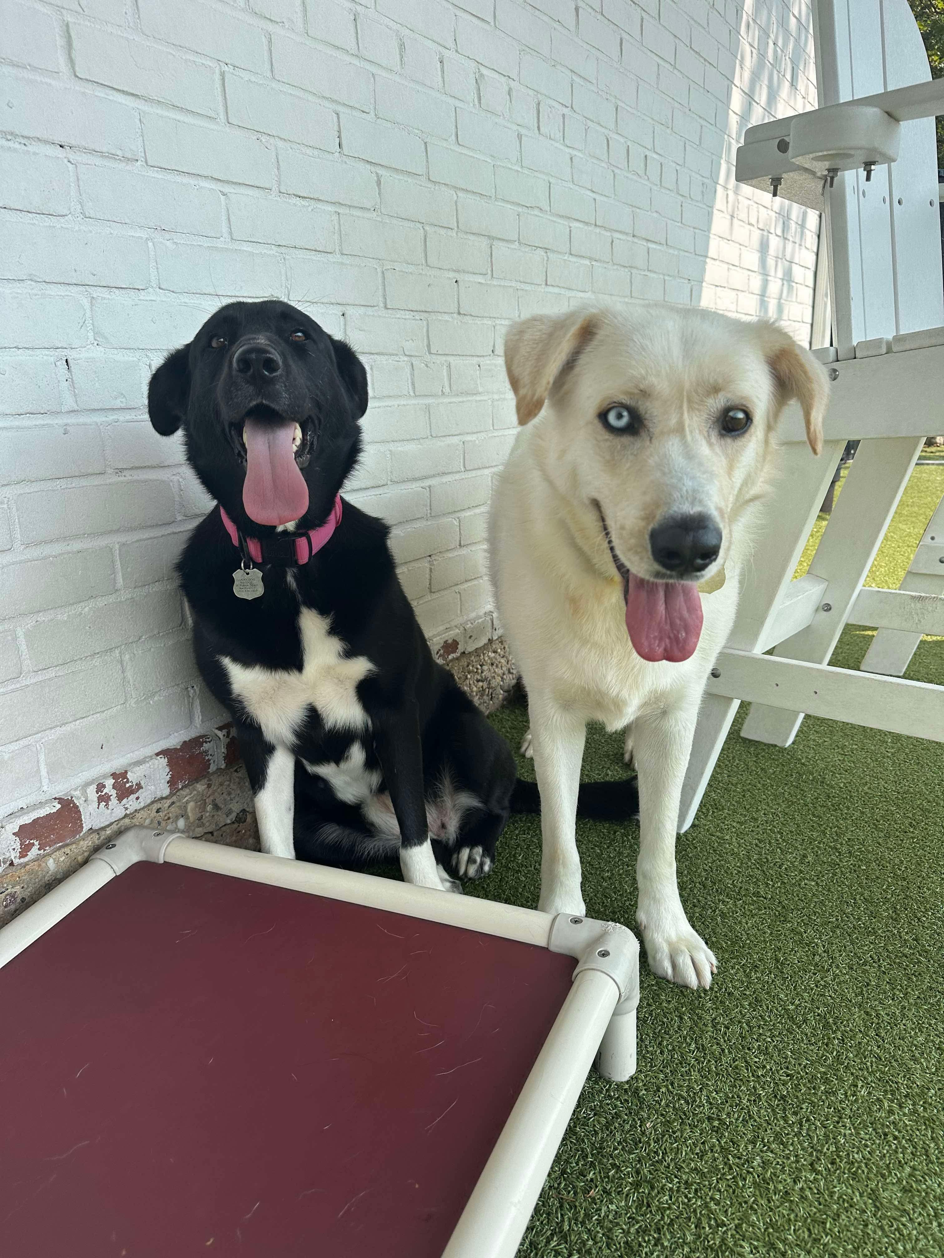 Enlarge FLOUR, a Adoptable mixed breed in Stamford, CT image 6/6