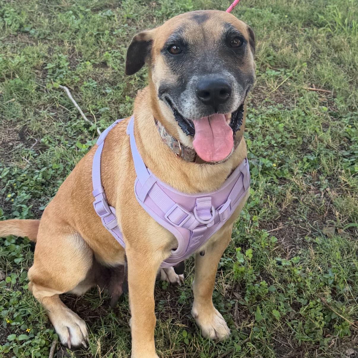 Cookie Crumb — thumbnail 4