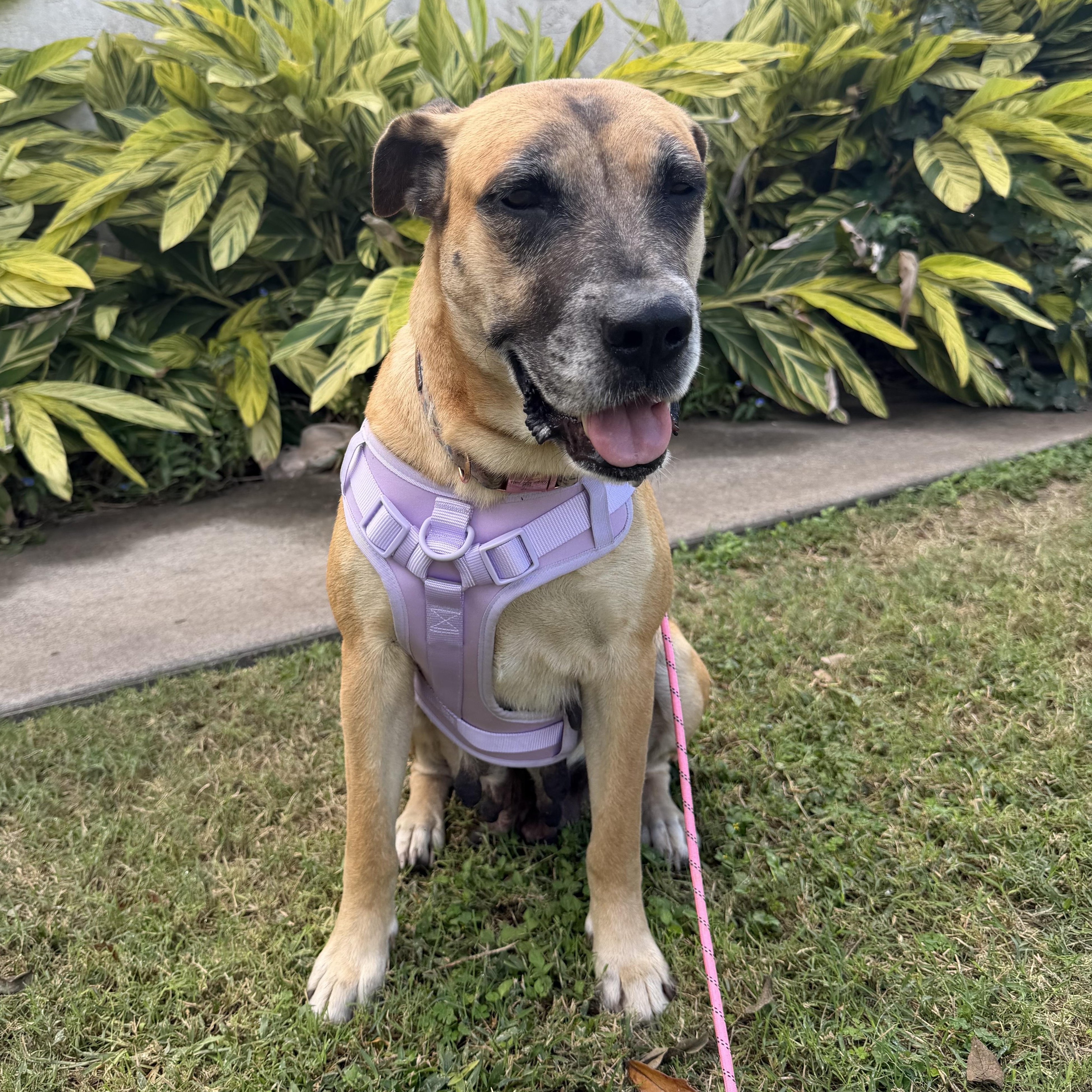 Cookie Crumb — thumbnail 6