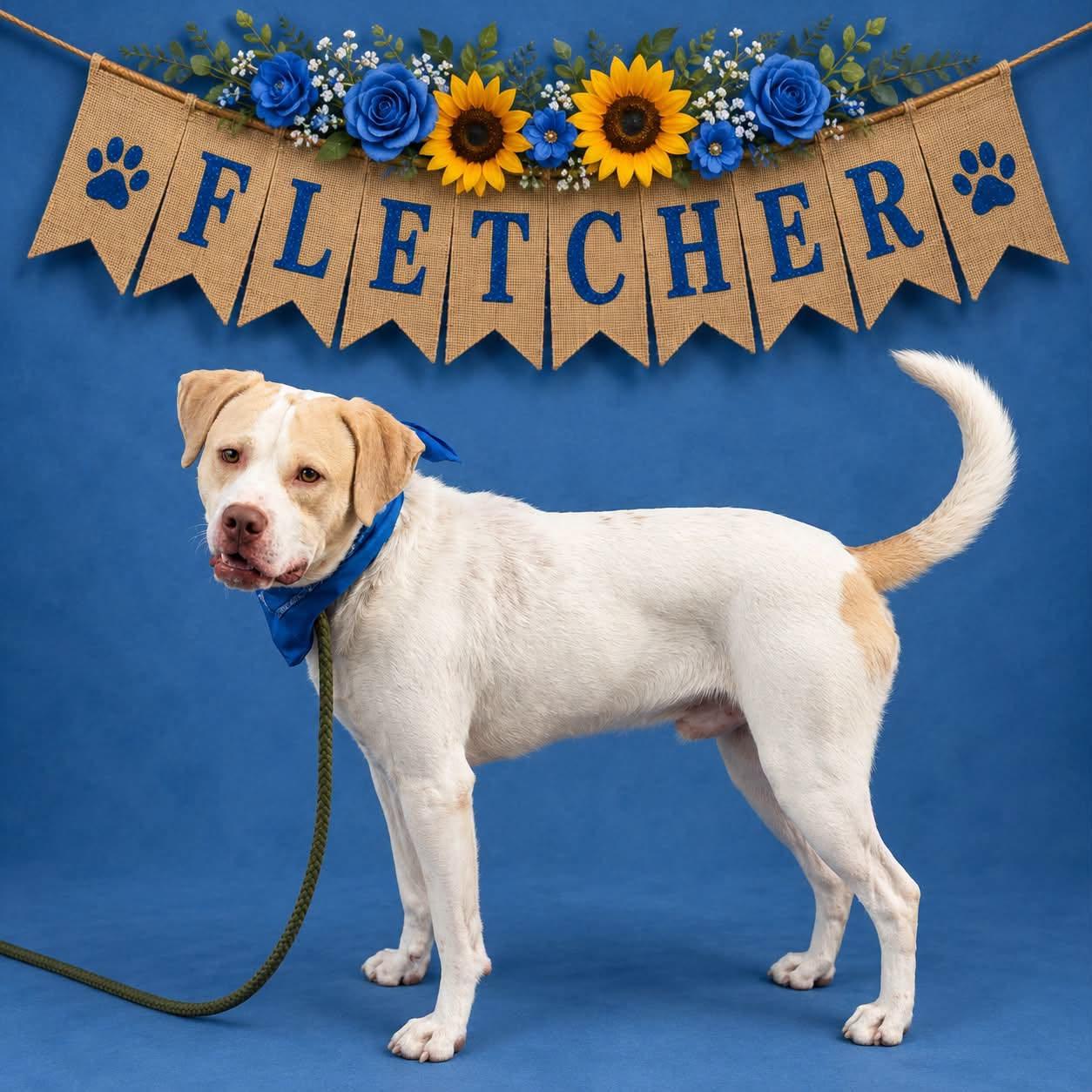 Fletcher, Adoptable, Young Male Pit Bull Terrier.