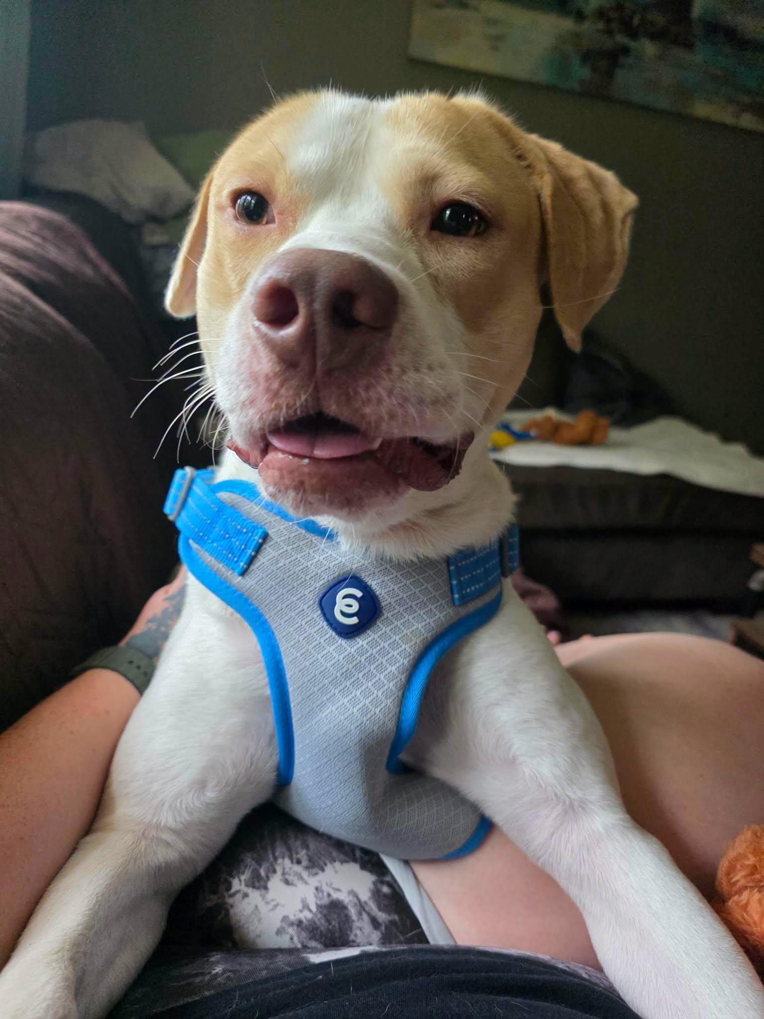 Fletcher, Adoptable, Young Male Pit Bull Terrier.