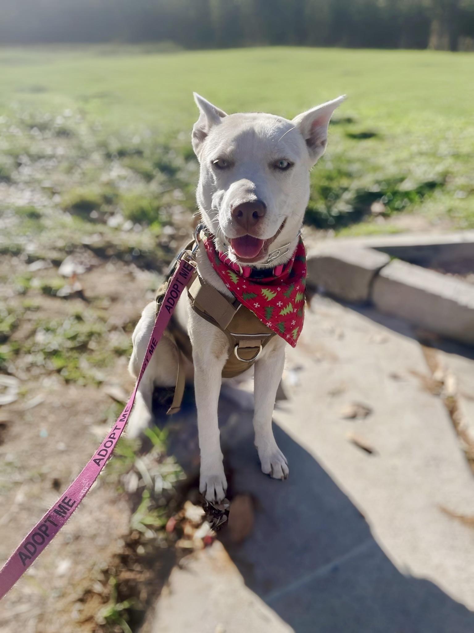Enlarge Tala , a Adoptable Shepherd in Long Beach, CA image 2/6