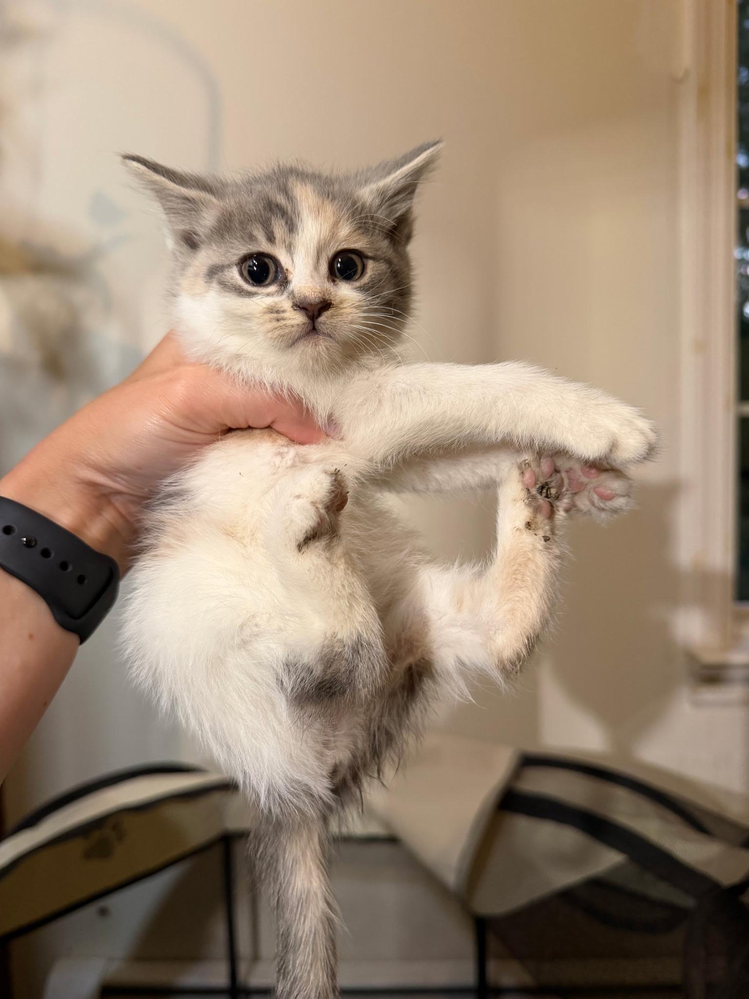 Hart, an adopted Domestic Short Hair in Morristown, NJ image 5/5