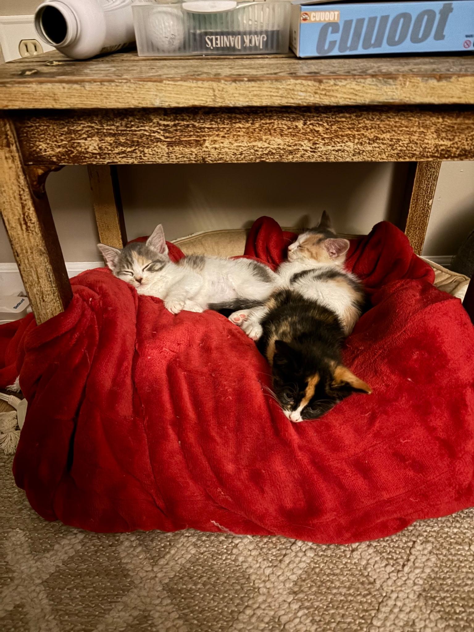Hart, an adopted Domestic Short Hair in Morristown, NJ image 3/5