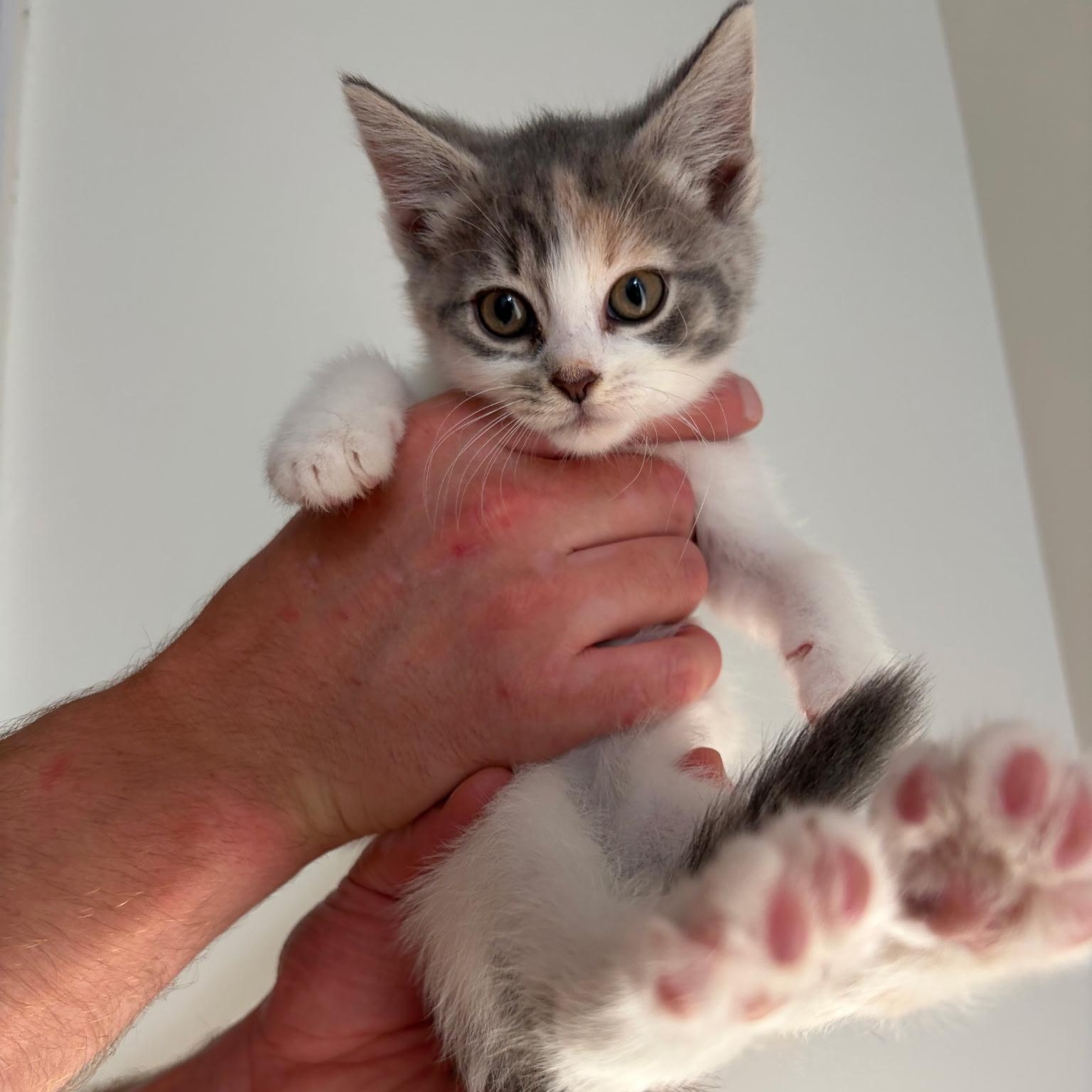 Hart, adopted, Kitten Female Domestic Short Hair.