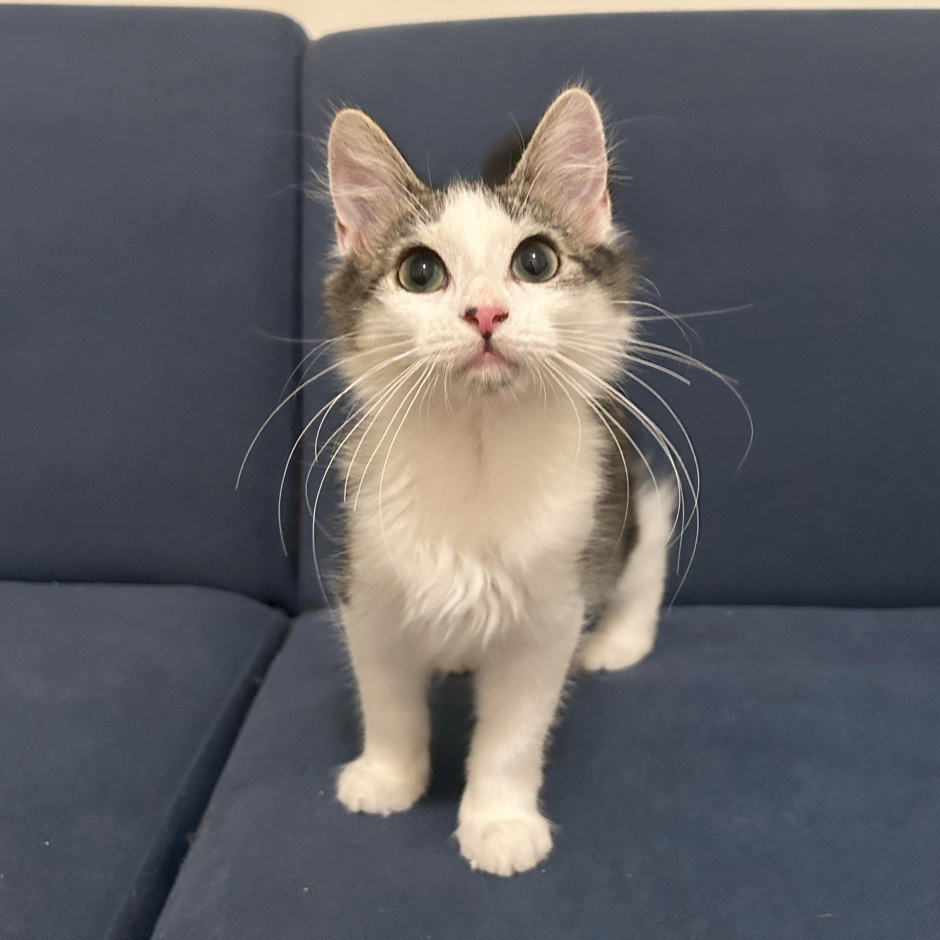 A Nutter Cat Rescue: Heartwarming Stories and Life-Saving Care