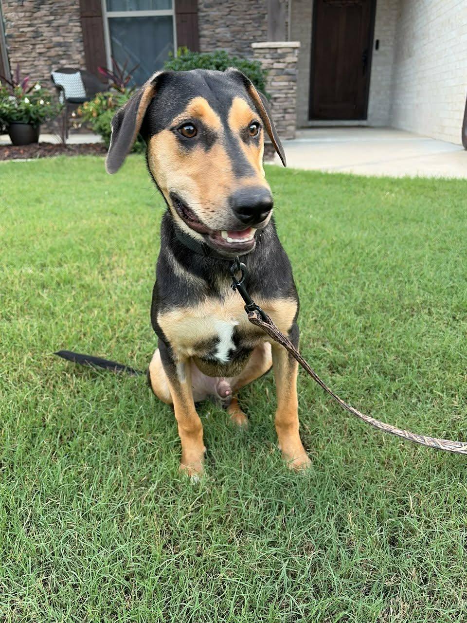 Enlarge Cash, a Adoptable mixed breed in Austin, AR image 2/3