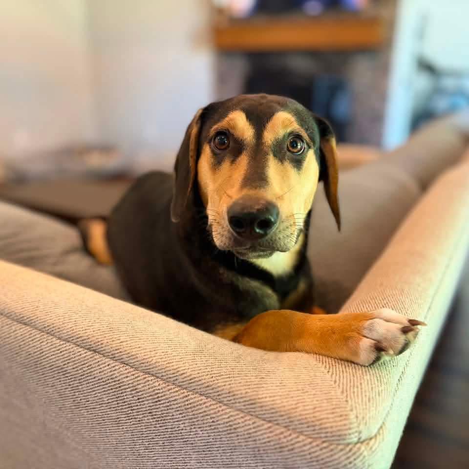 Enlarge Cash, a Adoptable mixed breed in Austin, AR image 3/3
