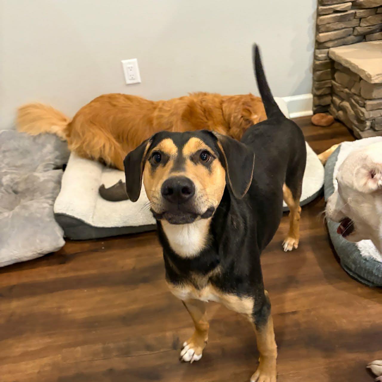 Enlarge Cash, a Adoptable mixed breed in Austin, AR image 1/3