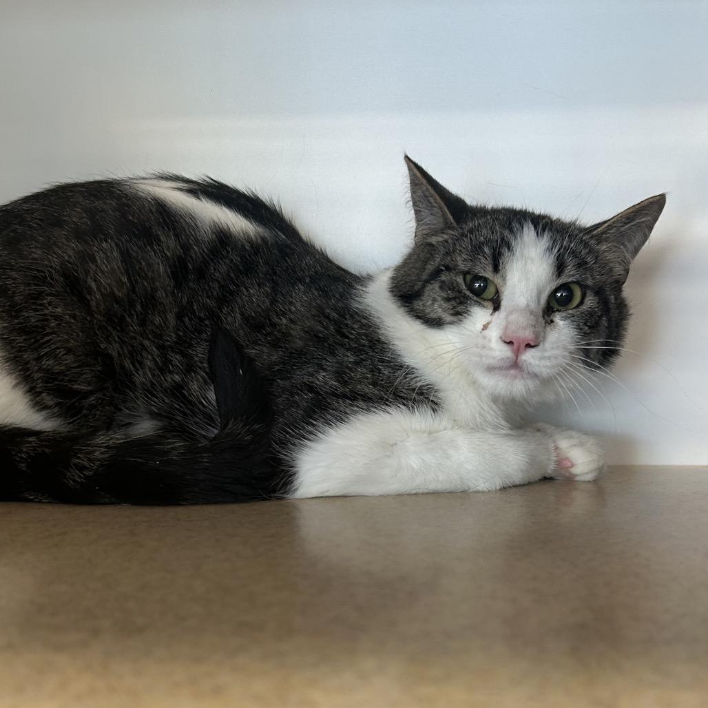 Presly, Adoptable, Young Male Domestic Short Hair.