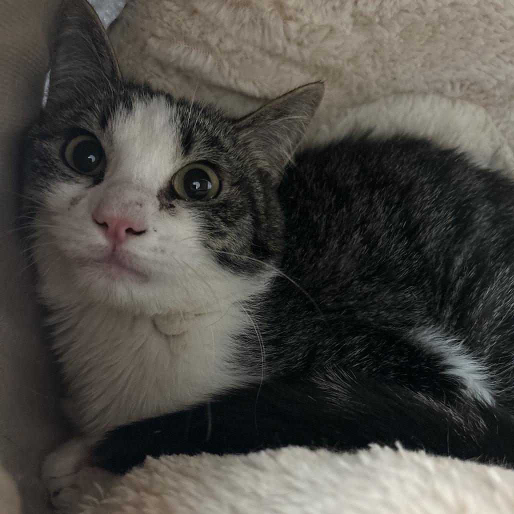 Presly, a Adoptable Domestic Short Hair in Park City, UT image 2/2