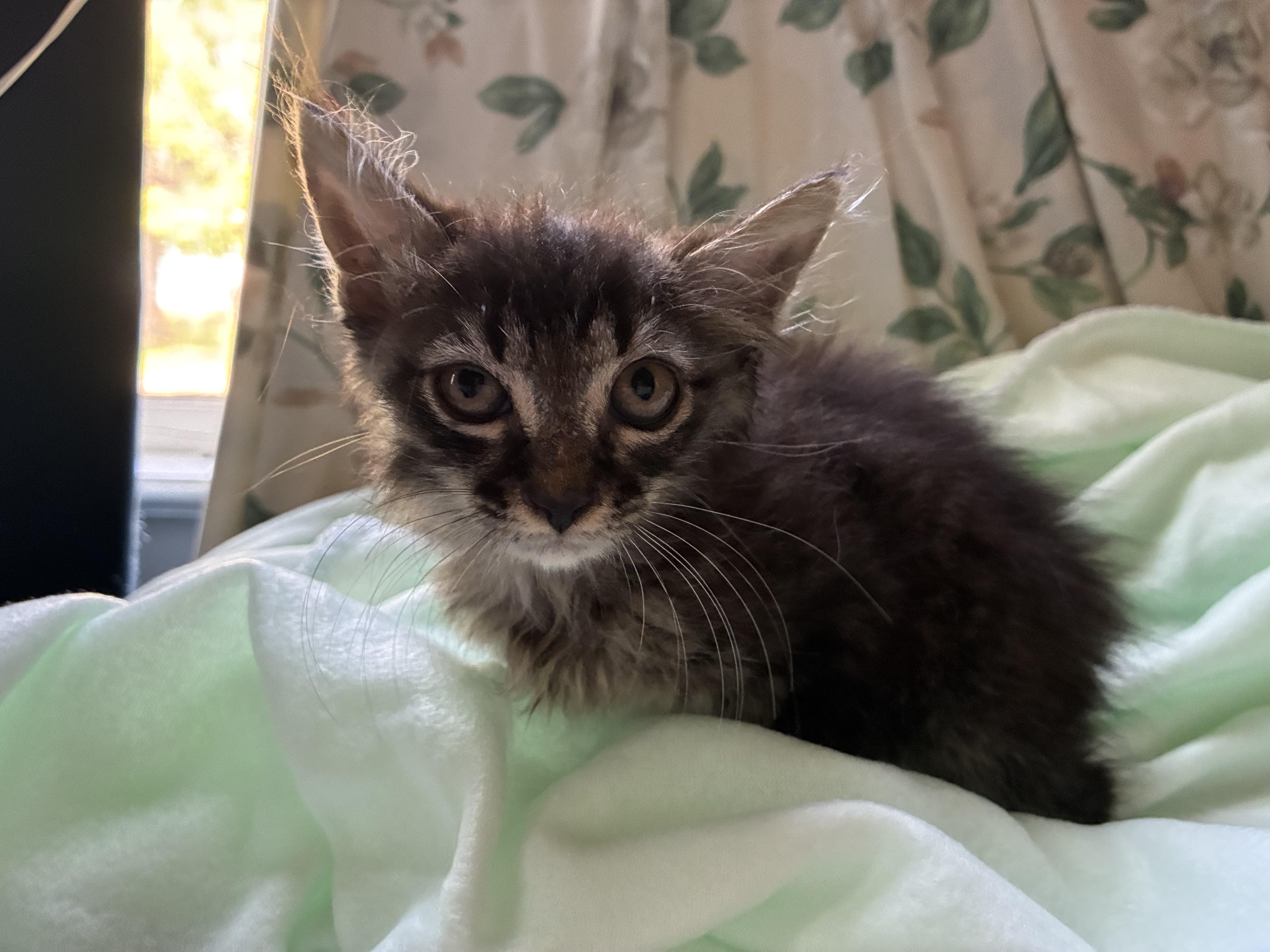 Enlarge Murphy, a Adoptable mixed breed in Dawson, GA image 3/5