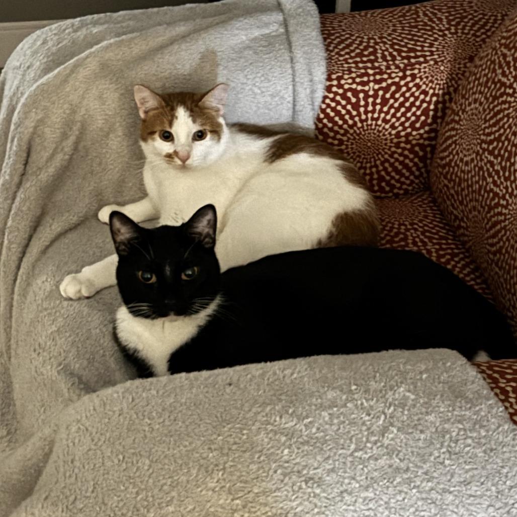 Timothy, Adoptable, Adult Male Domestic Short Hair.