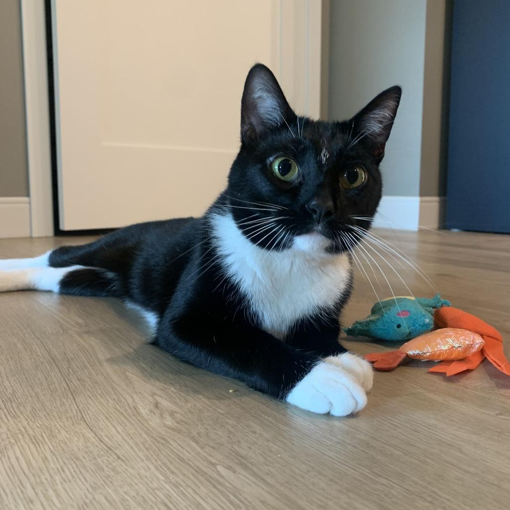 Timothy, a Adoptable Domestic Short Hair in St. Paul, MN image 2/4