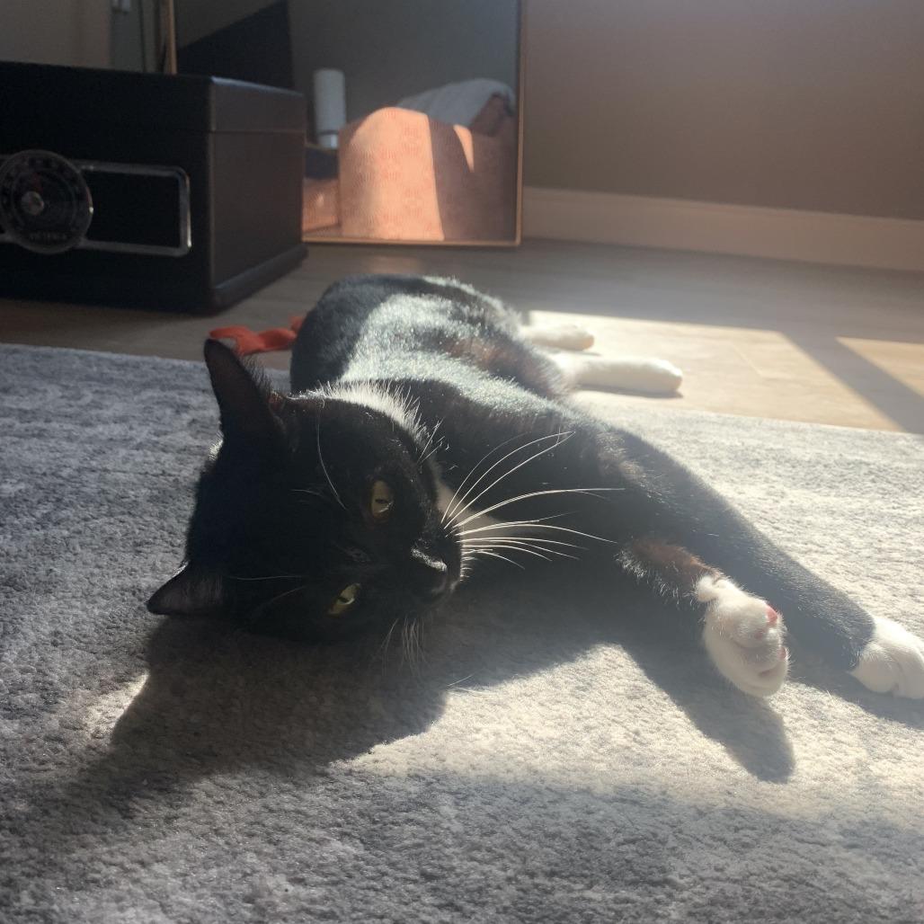 Timothy, a Adoptable Domestic Short Hair in St. Paul, MN image 3/4