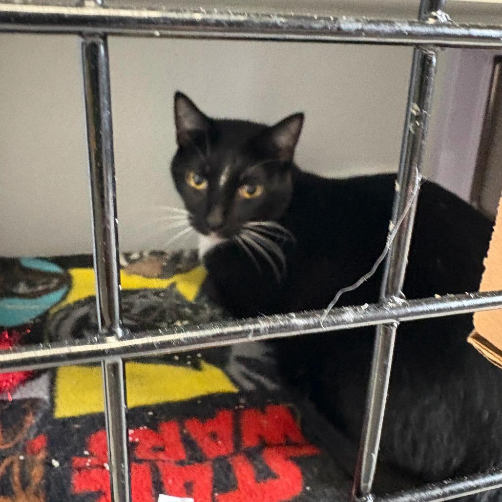 Timothy, a Adoptable Domestic Short Hair in St. Paul, MN image 4/4