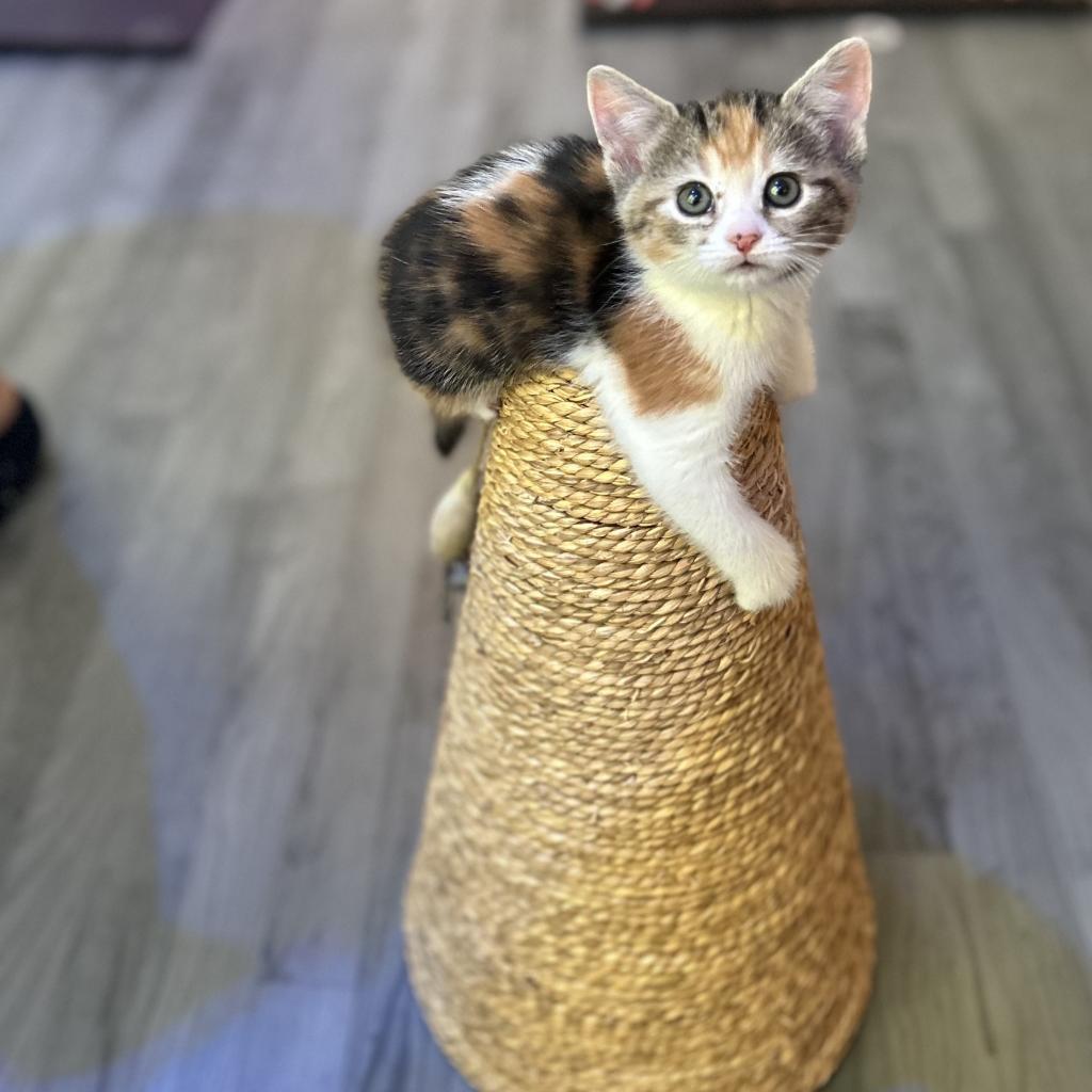 Cola, Adoptable, Adult Female Domestic Short Hair.