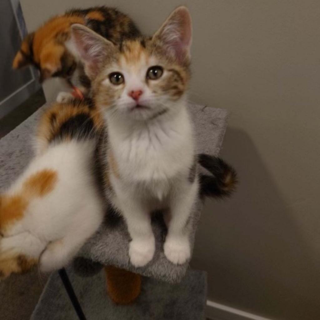 Enlarge Cola, a Adoptable Domestic Short Hair in Bountiful, UT image 2/6