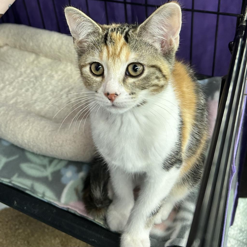 Enlarge Cola, a Adoptable Domestic Short Hair in Bountiful, UT image 3/6