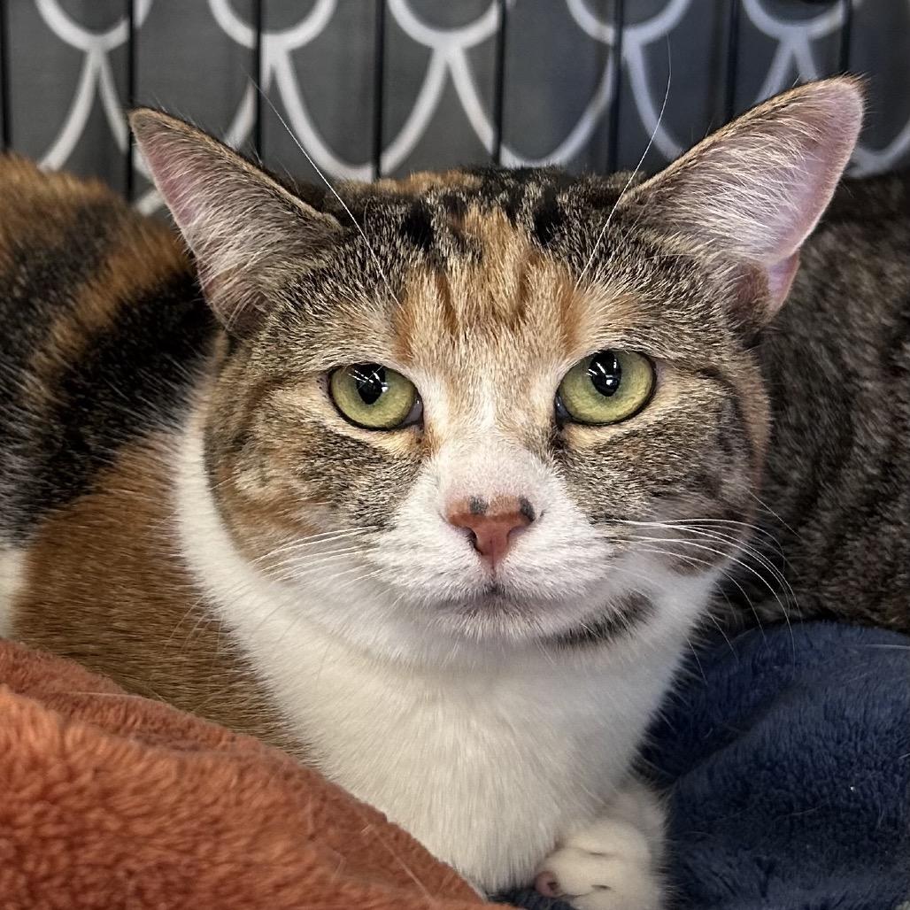 Enlarge Cola, a Adoptable Domestic Short Hair in Bountiful, UT image 4/6