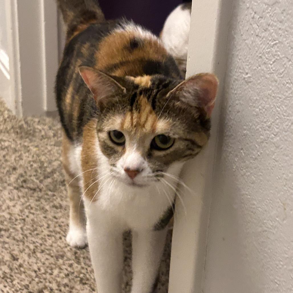 Enlarge Cola, a Adoptable Domestic Short Hair in Bountiful, UT image 5/6