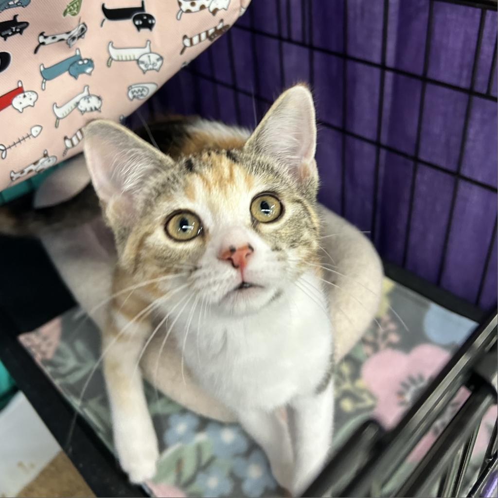 Enlarge Cola, a Adoptable Domestic Short Hair in Bountiful, UT image 6/6