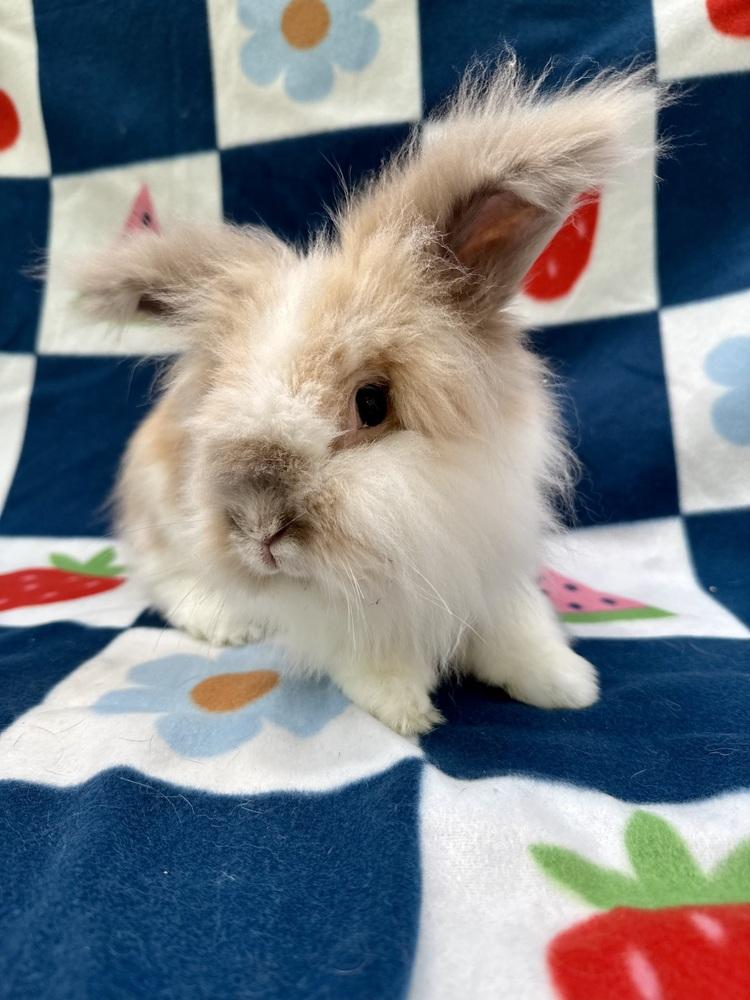 Jac (Bonded to Judd), Adoptable, Adult Male Lionhead & American Fuzzy Lop.
