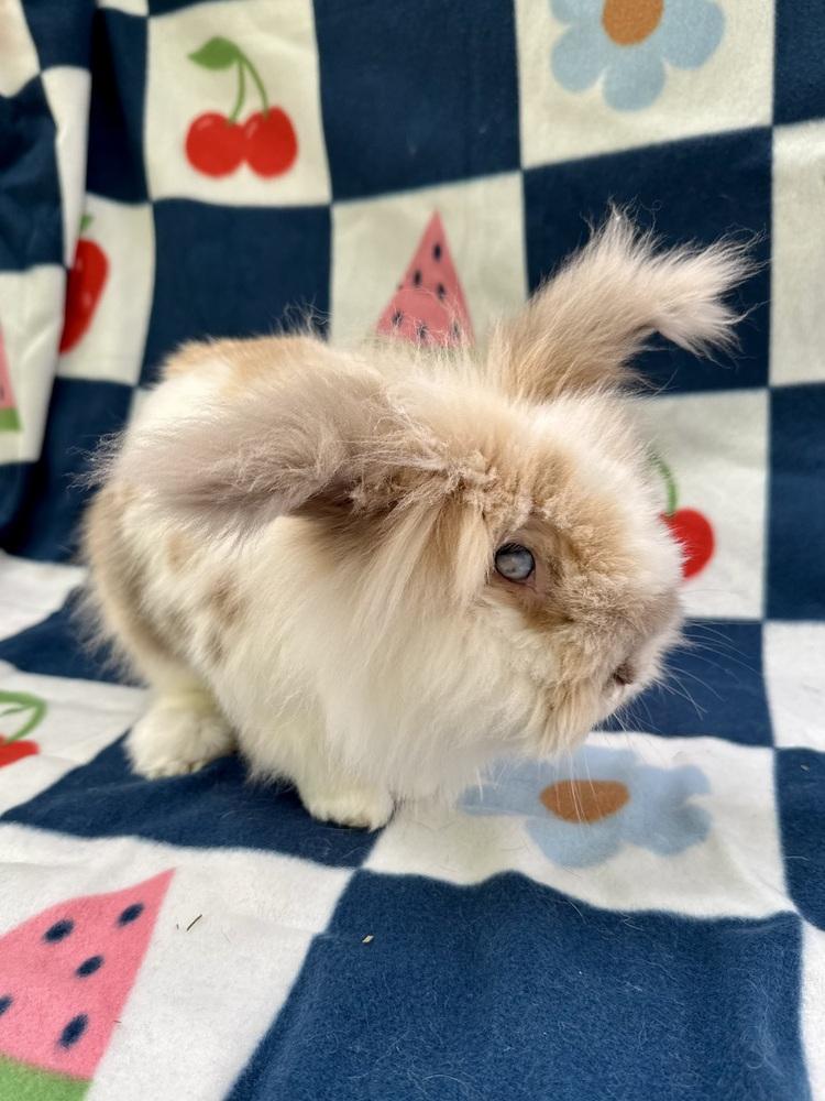 Enlarge Jac (Bonded to Judd), a Adoptable mixed breed in Gainesville, FL image 2/5