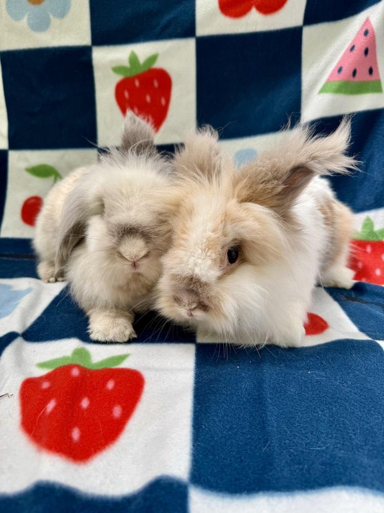 Enlarge Jac (Bonded to Judd), a Adoptable mixed breed in Gainesville, FL image 3/5