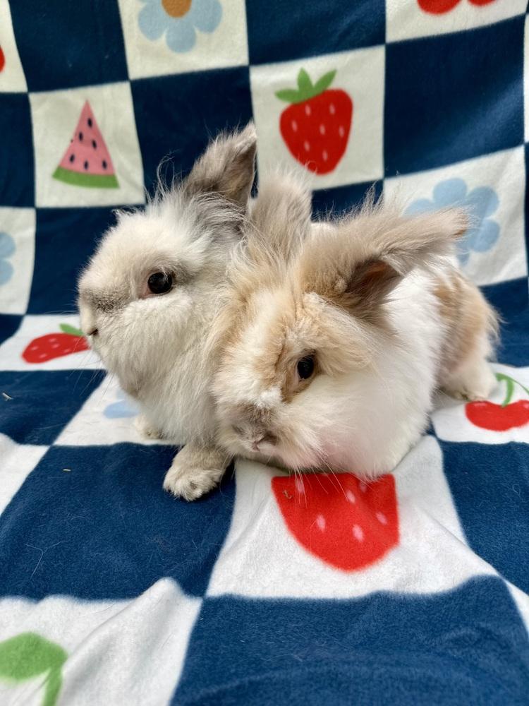 Enlarge Jac (Bonded to Judd), a Adoptable mixed breed in Gainesville, FL image 4/5