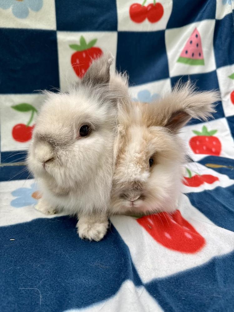 Enlarge Jac (Bonded to Judd), a Adoptable mixed breed in Gainesville, FL image 5/5