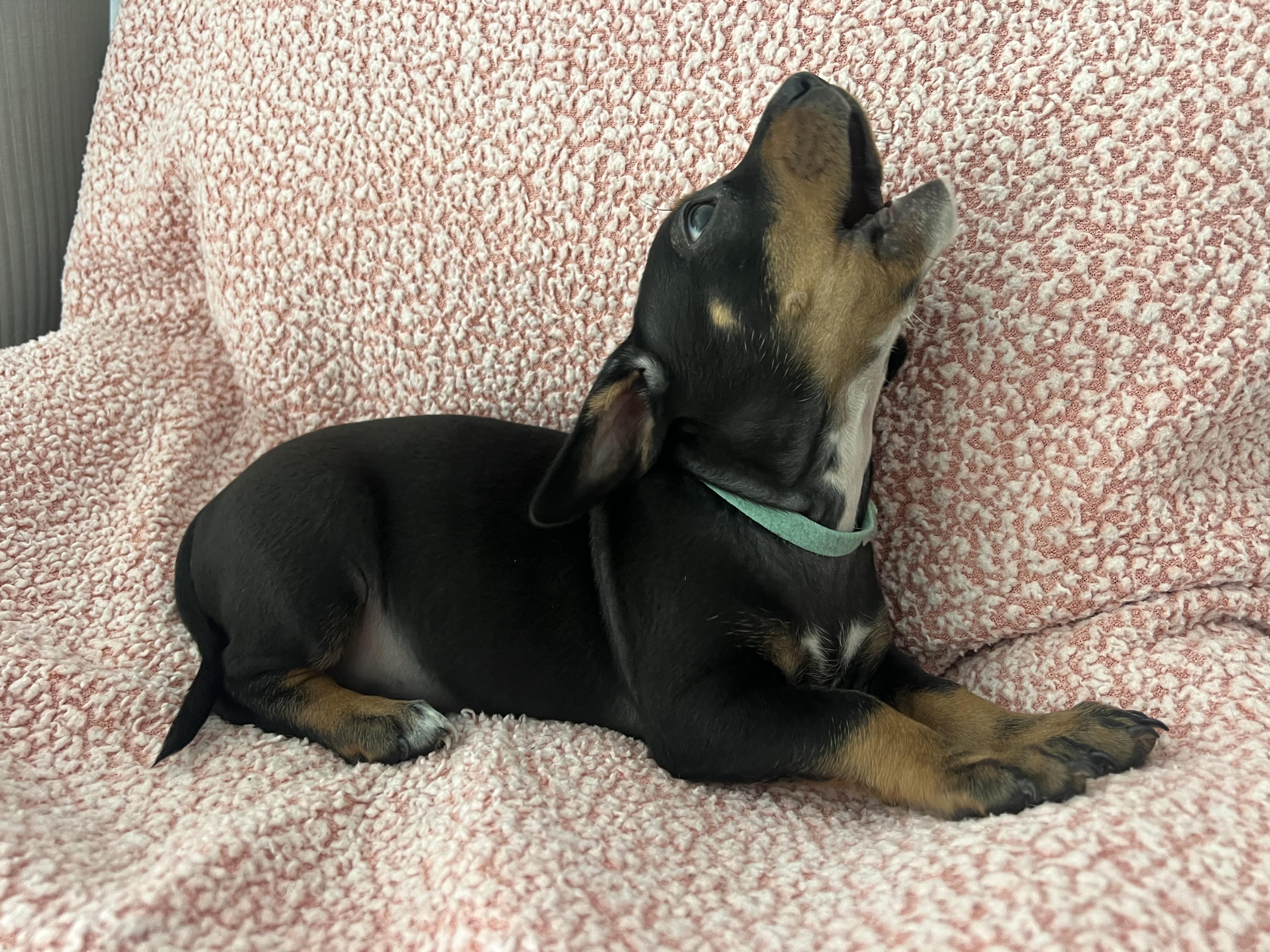 Enlarge Tilly, an adopted mixed breed in Moosup, CT image 5/6