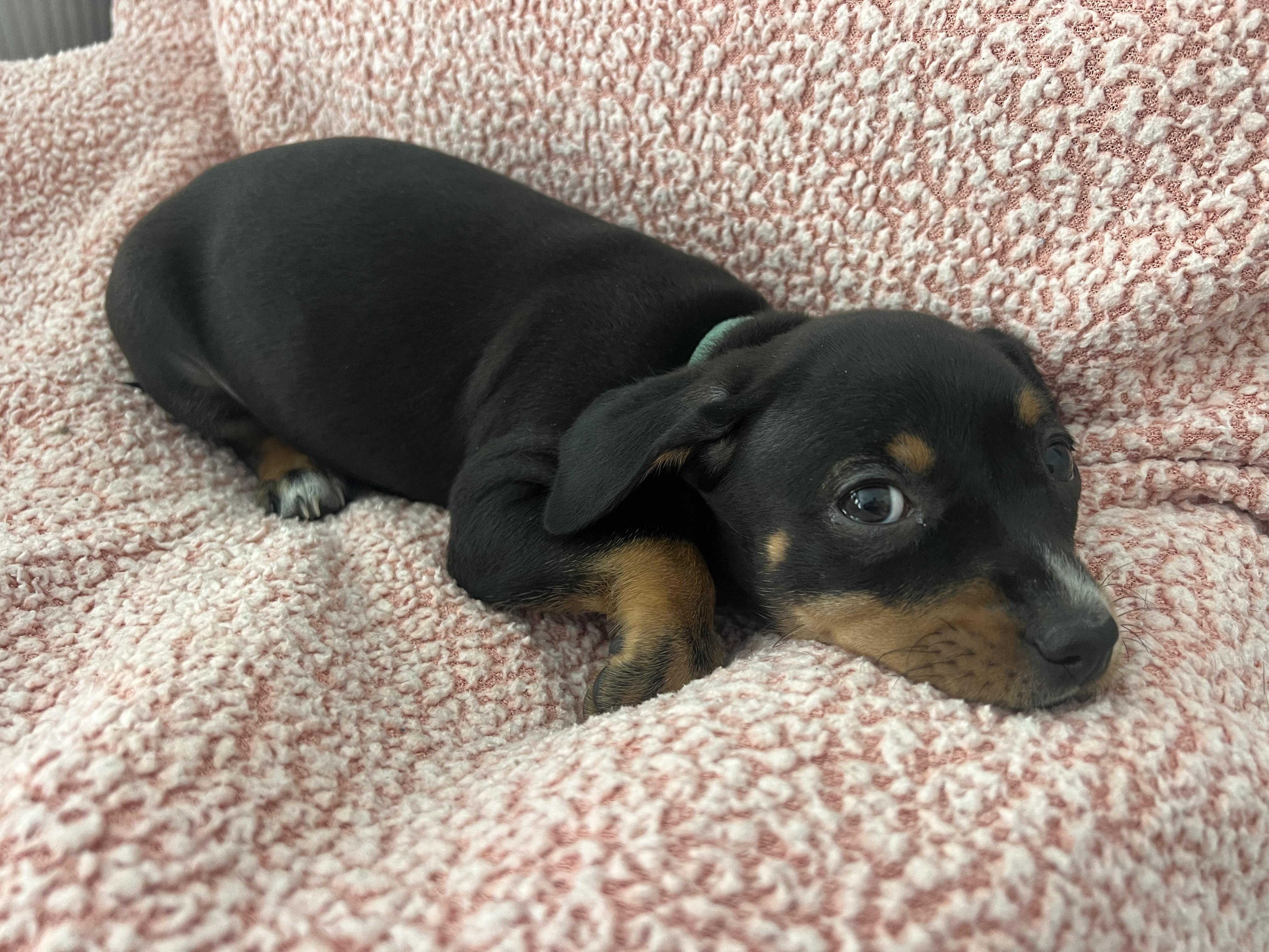 Enlarge Tilly, an adopted mixed breed in Moosup, CT image 6/6