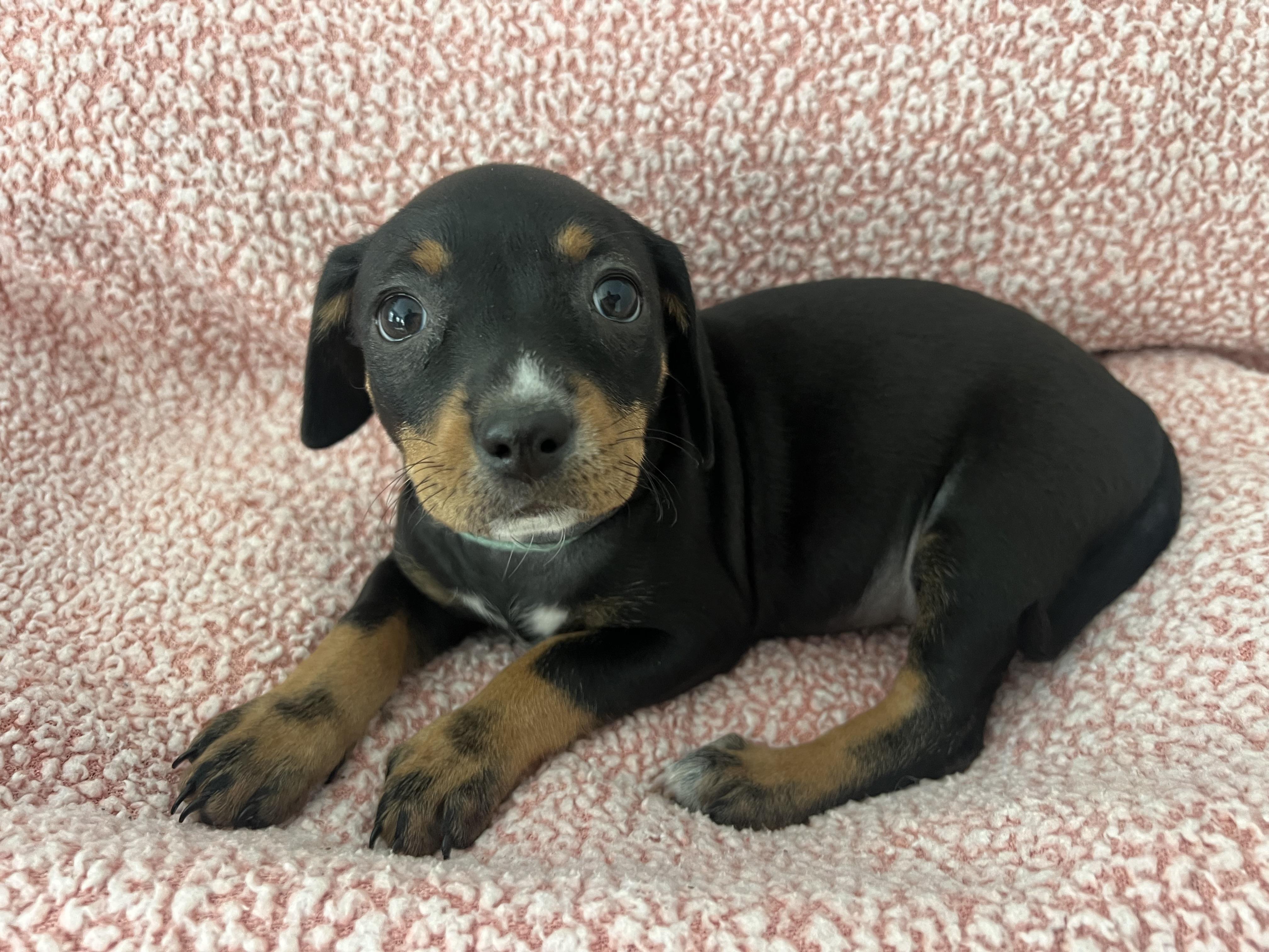 Tilly, adopted, Puppy Female Rat Terrier & Chihuahua.