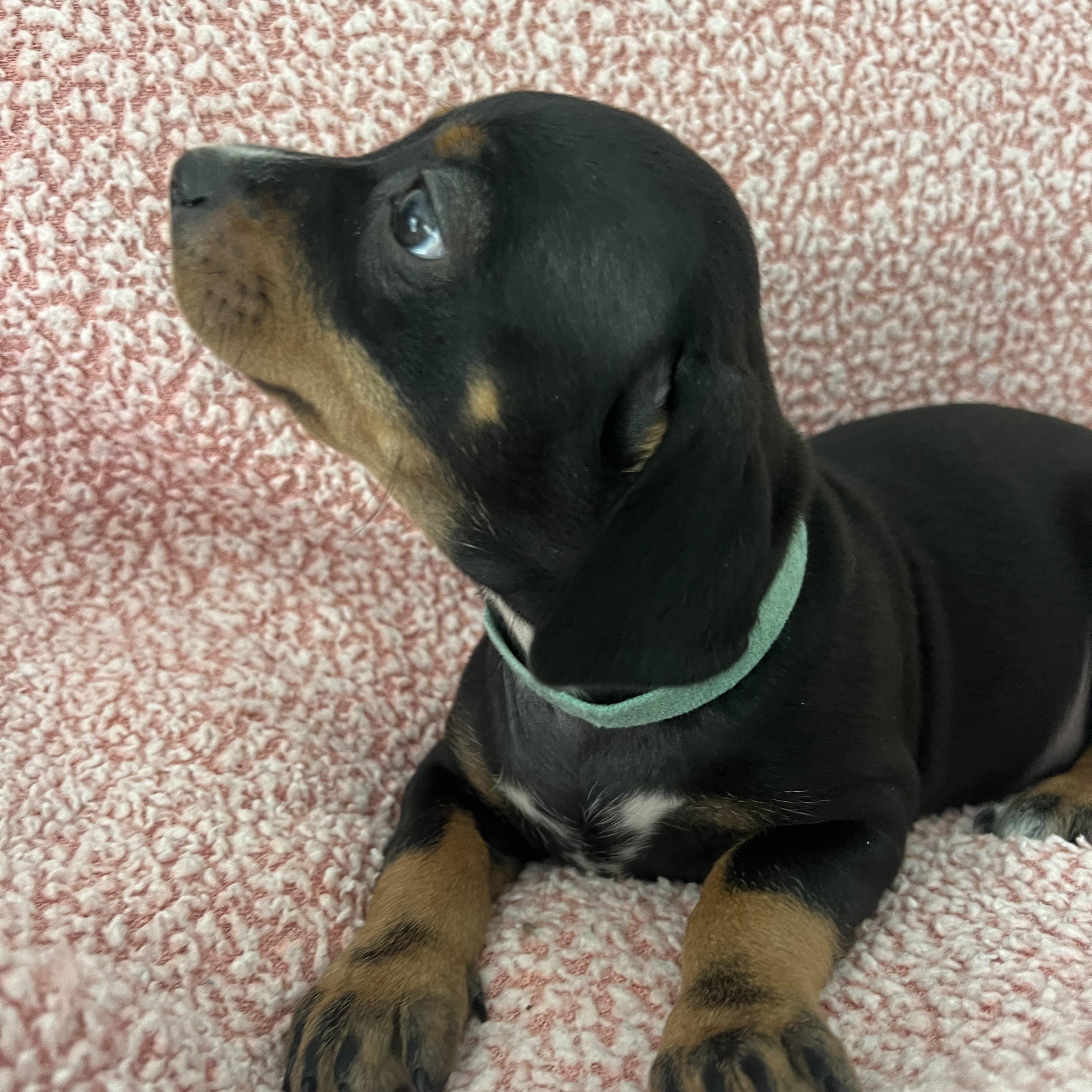 Enlarge Tilly, an adopted mixed breed in Moosup, CT image 2/6