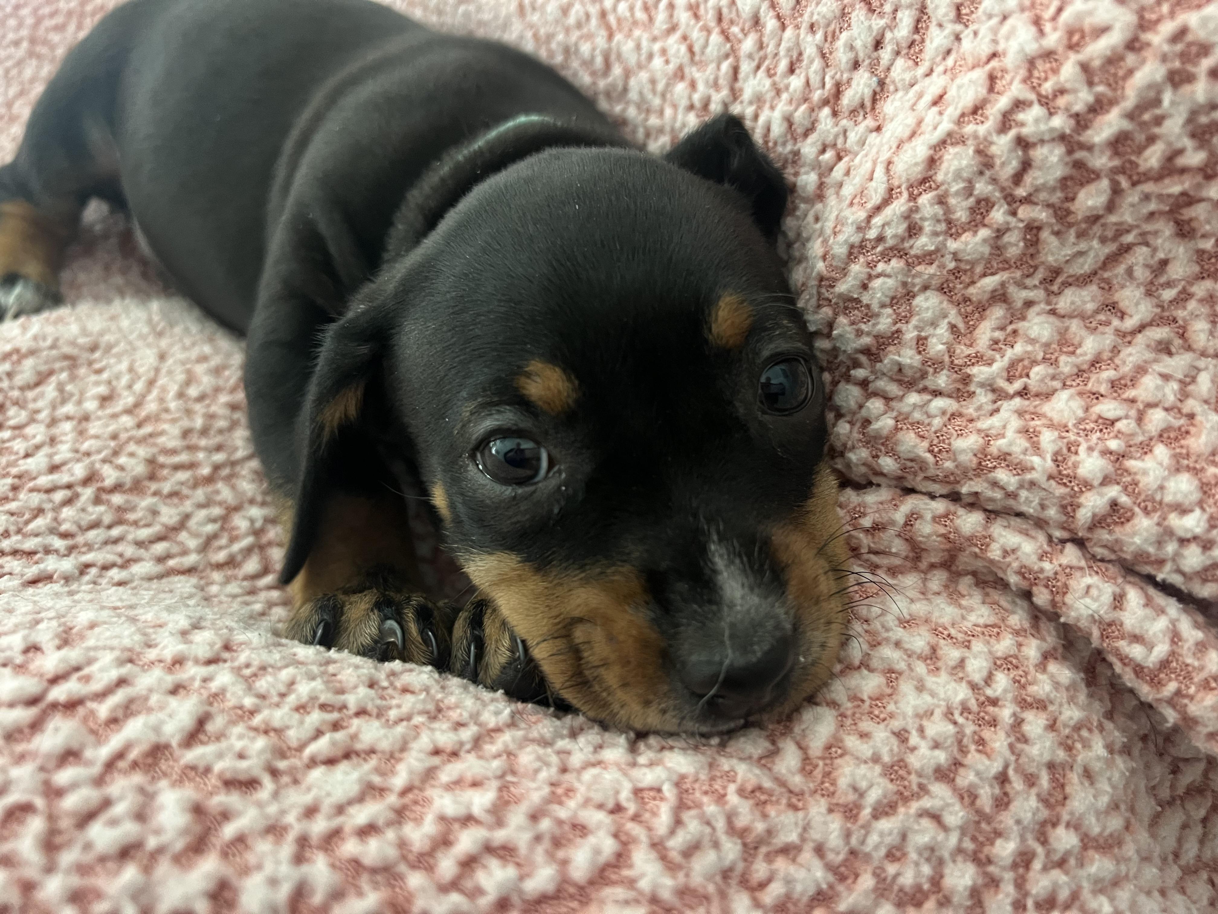 Enlarge Tilly, an adopted mixed breed in Moosup, CT image 3/6